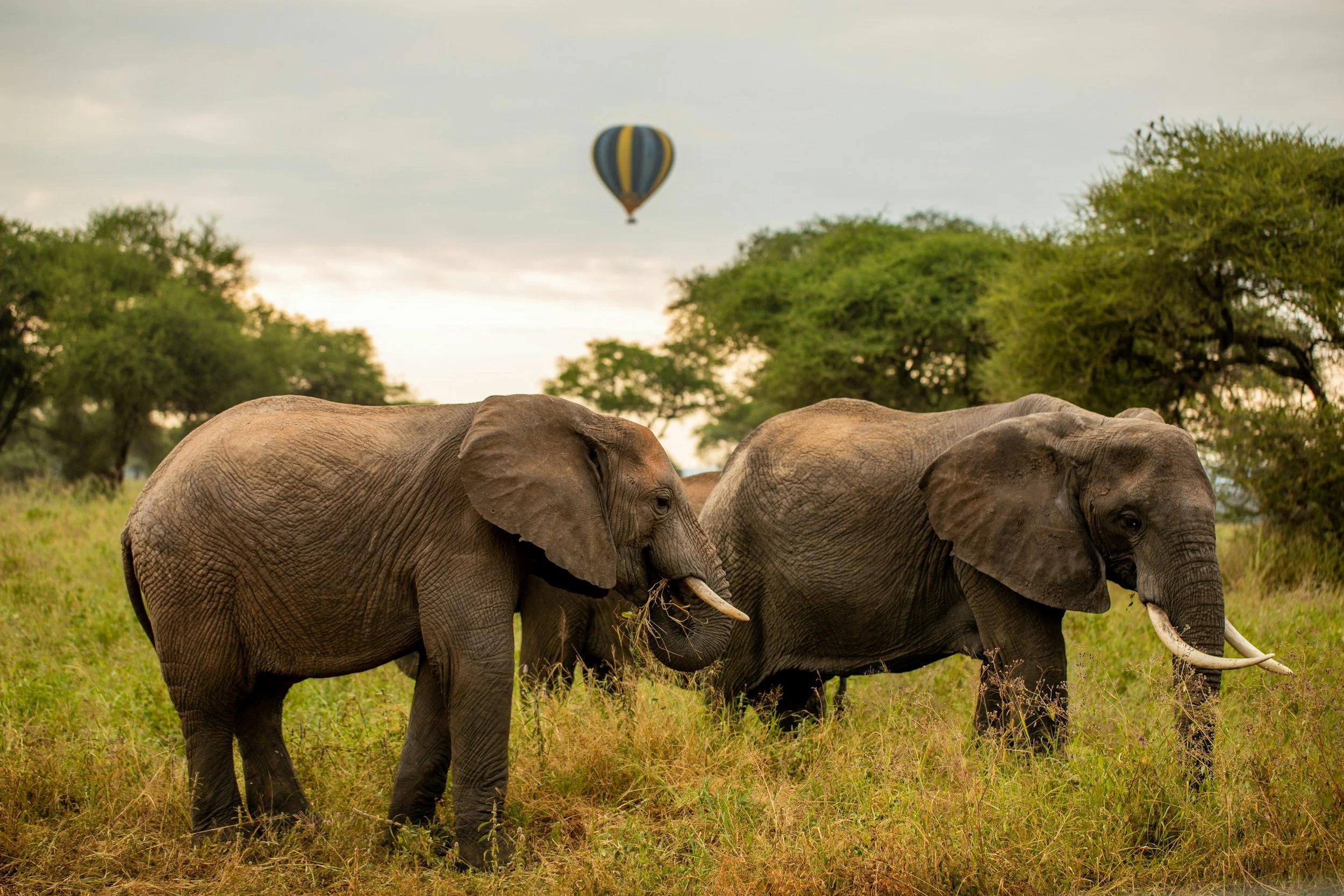 Three elephants walking through a grassy area with trees in the background, and a hot air balloon in the sky.