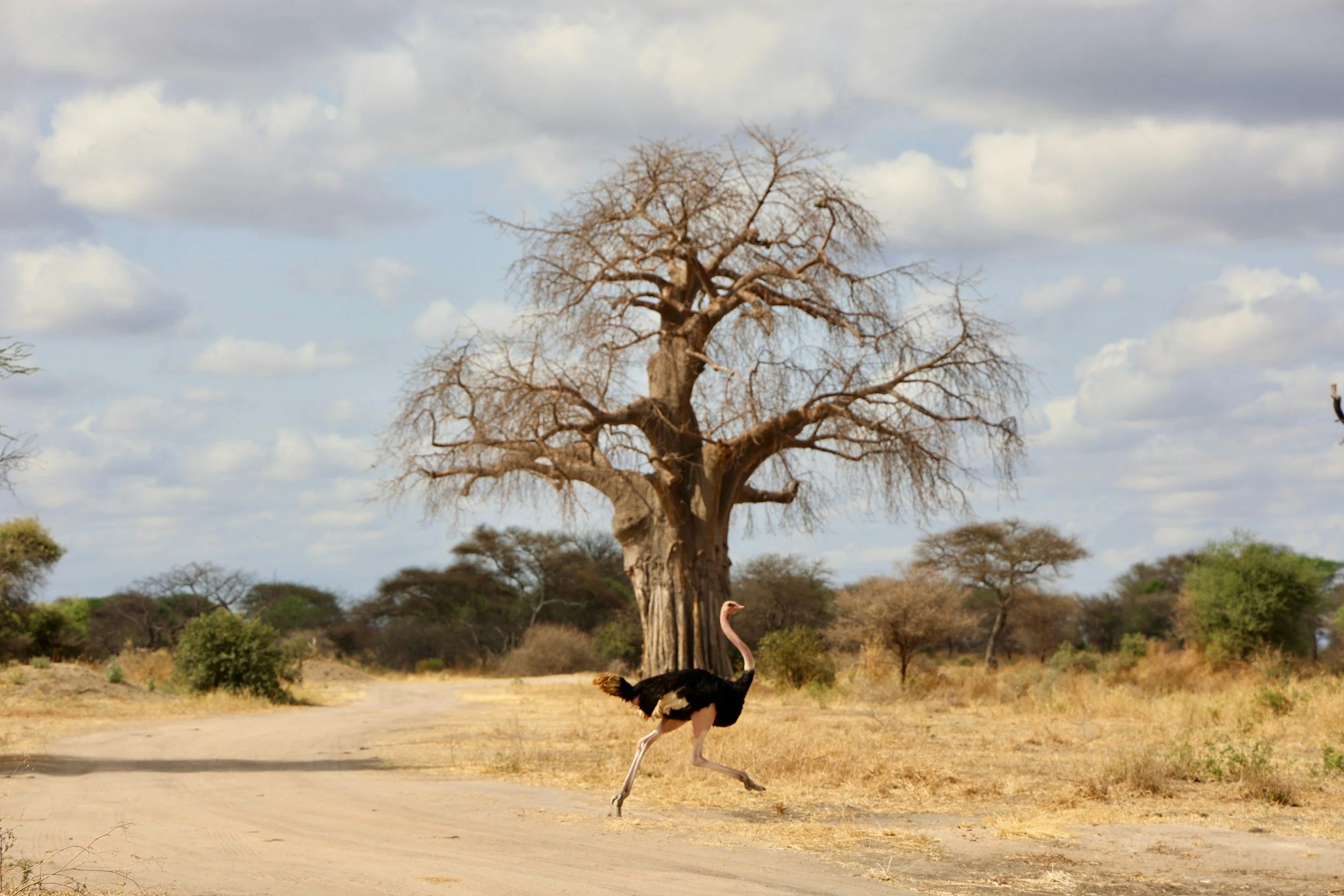 A barren tree stands in a dry landscape under a partly cloudy sky, with a person with long hair and a hat walking underneath.