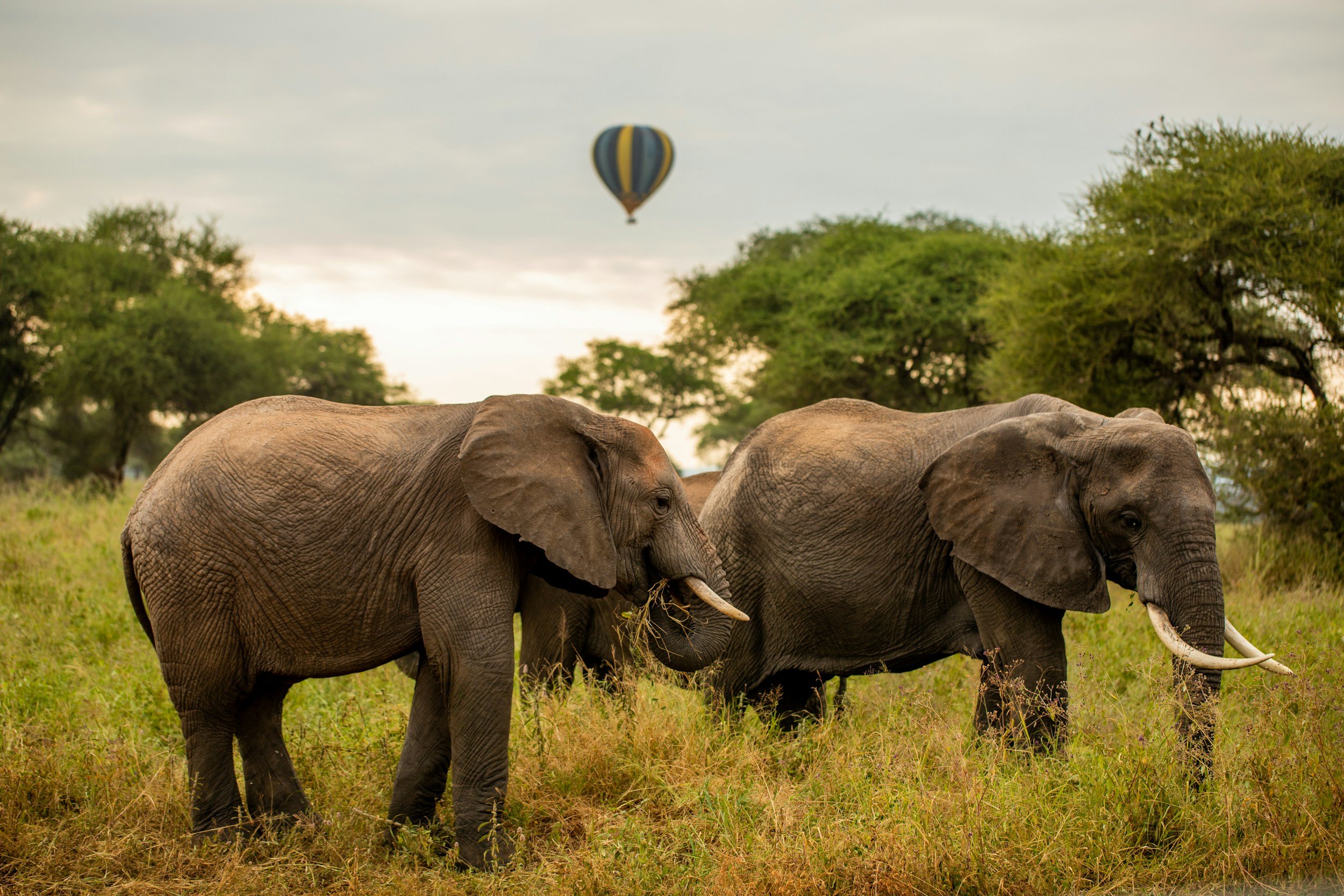 Three elephants standing in a grassy area with trees in the background and a hot air balloon in the sky.