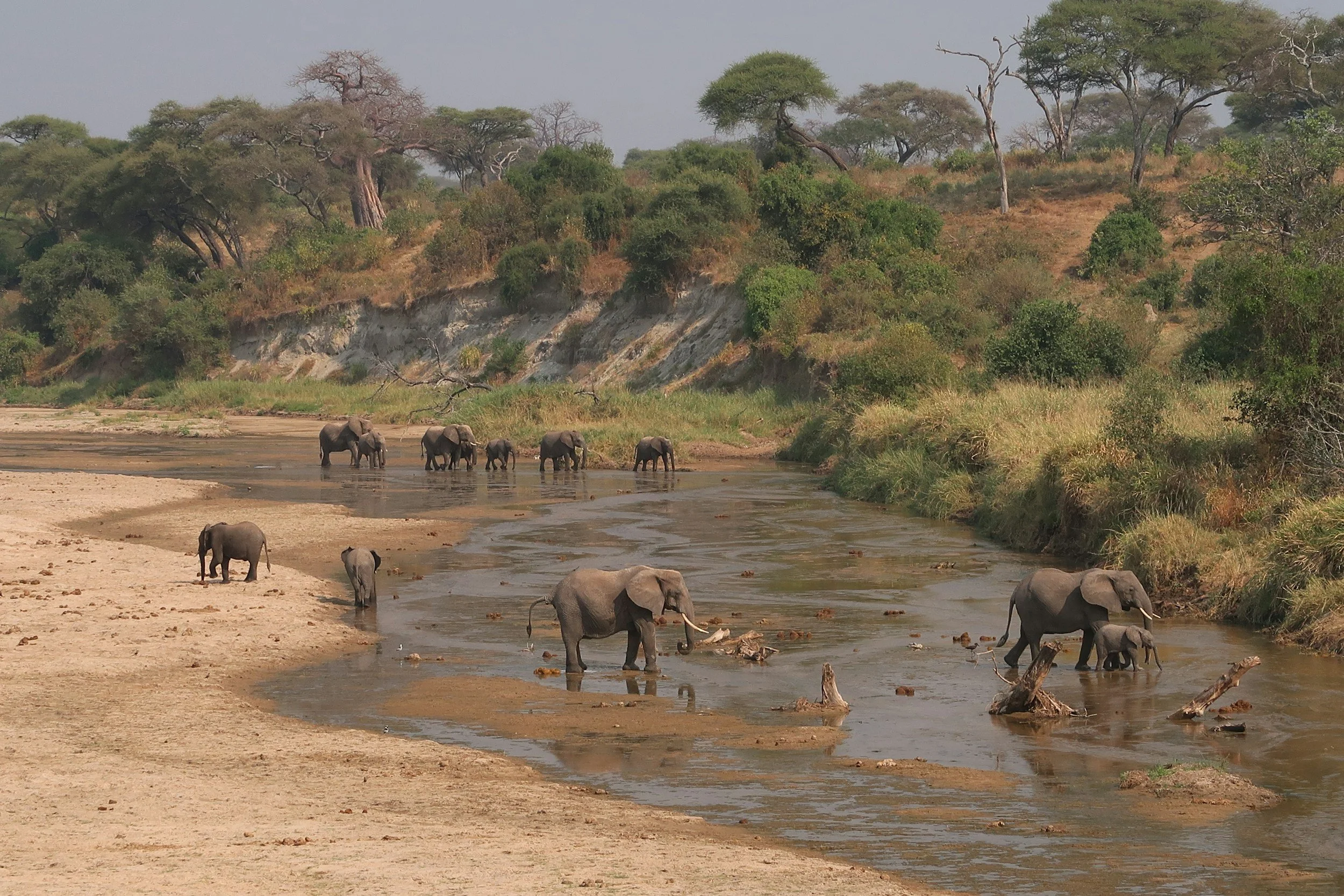 Elephants standing and walking in a river in a dry, grassy landscape with trees on the hills in the background.