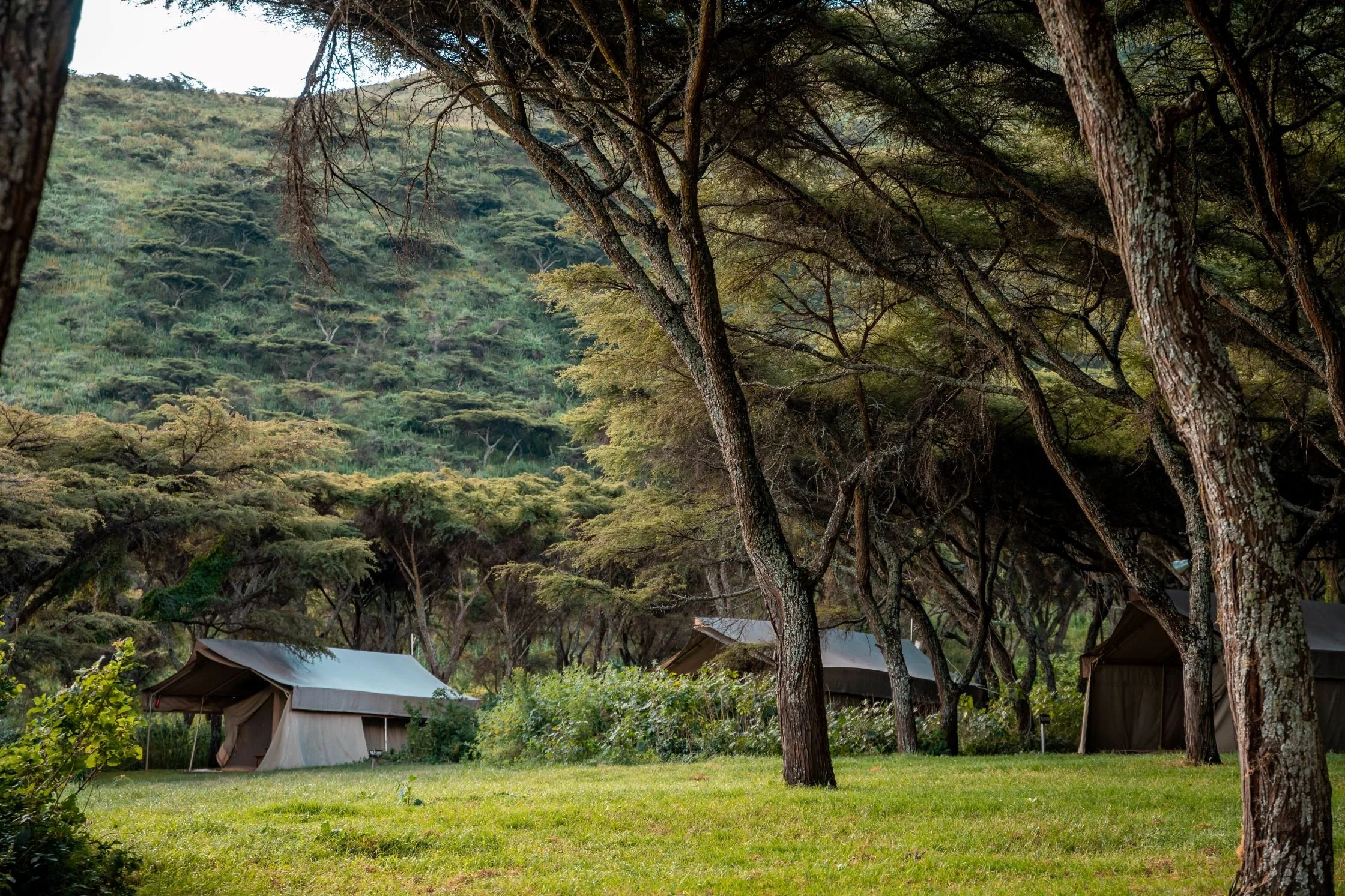 View of a scenic mountain landscape with trees and a small village with tents or shelters at the base.