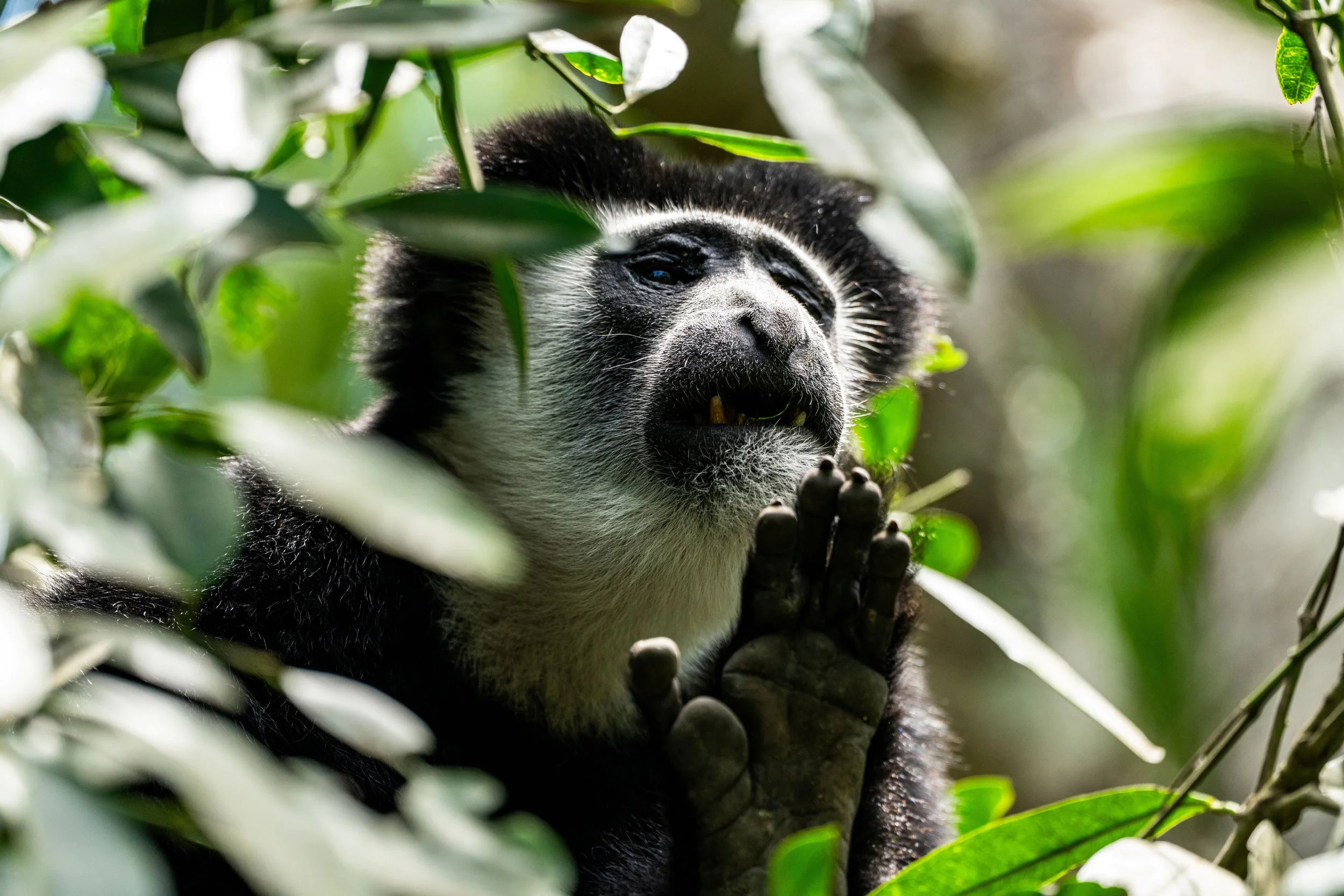 A giant panda resting among leafy green trees, with part of its face and front paws visible.