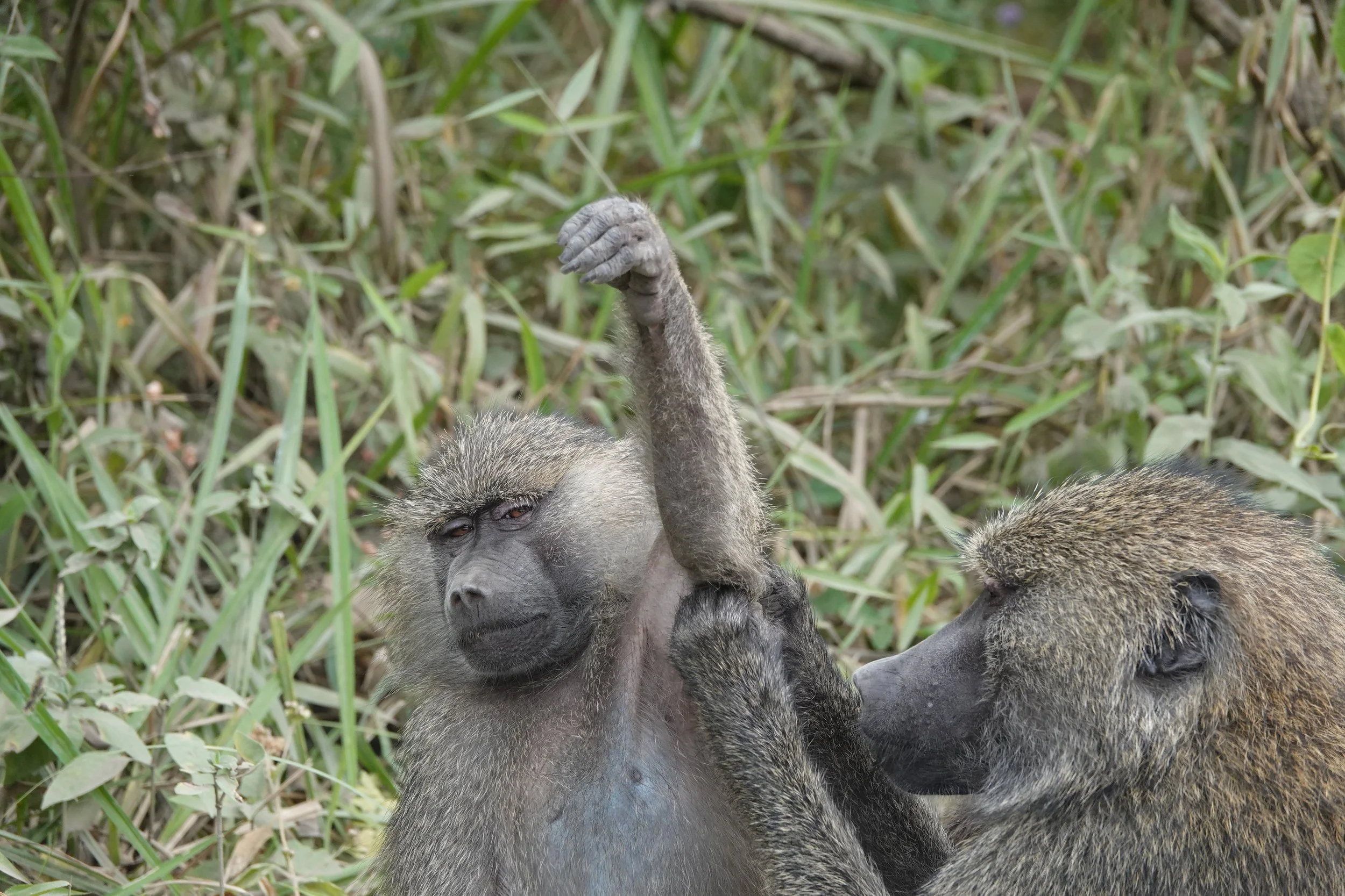 Two baboons sitting in tall grass; one has its arm raised, and the other appears to be grooming or touching the first baboon.