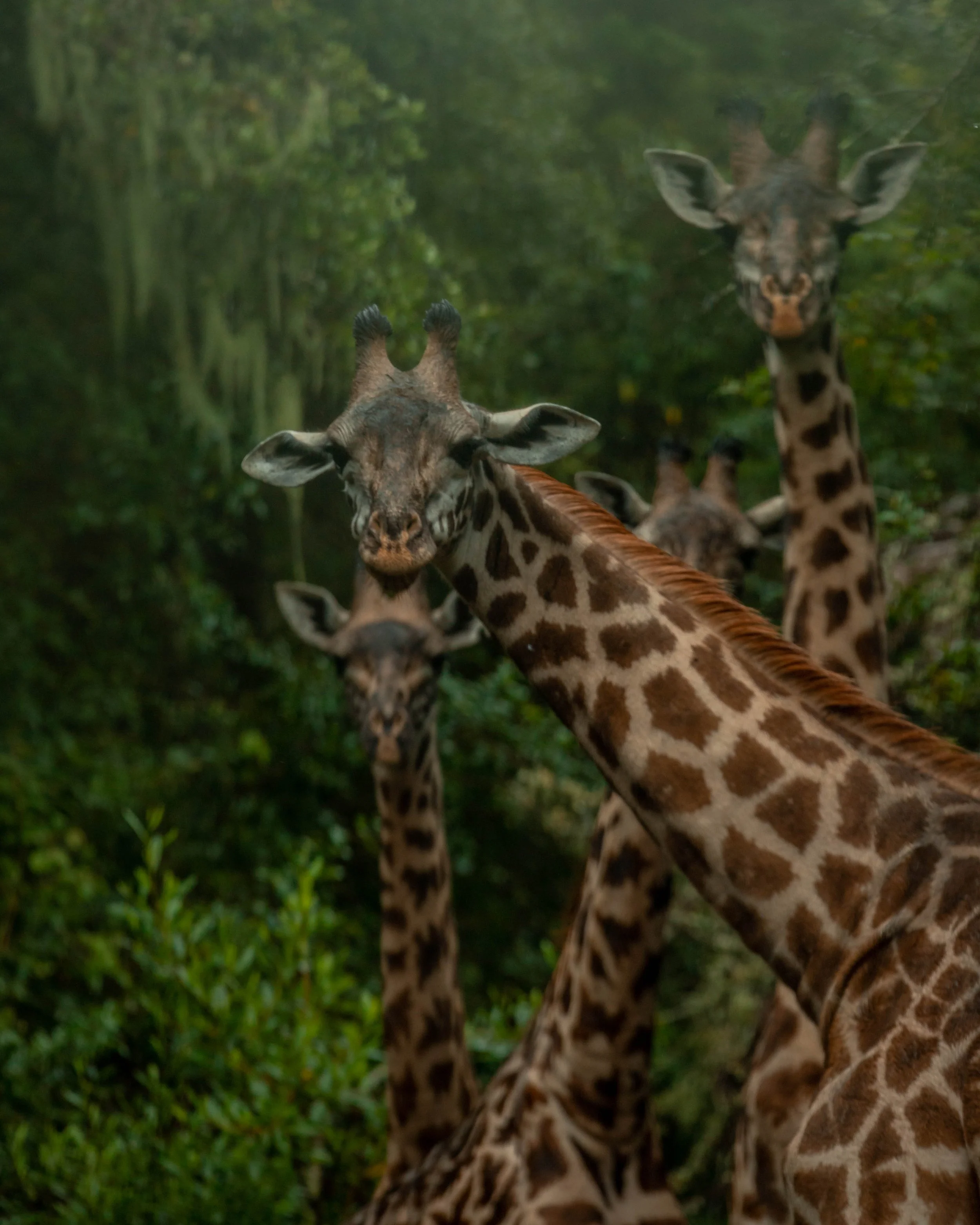 A group of giraffes standing in a lush green forest, with one giraffe prominently in the foreground and others in the background.