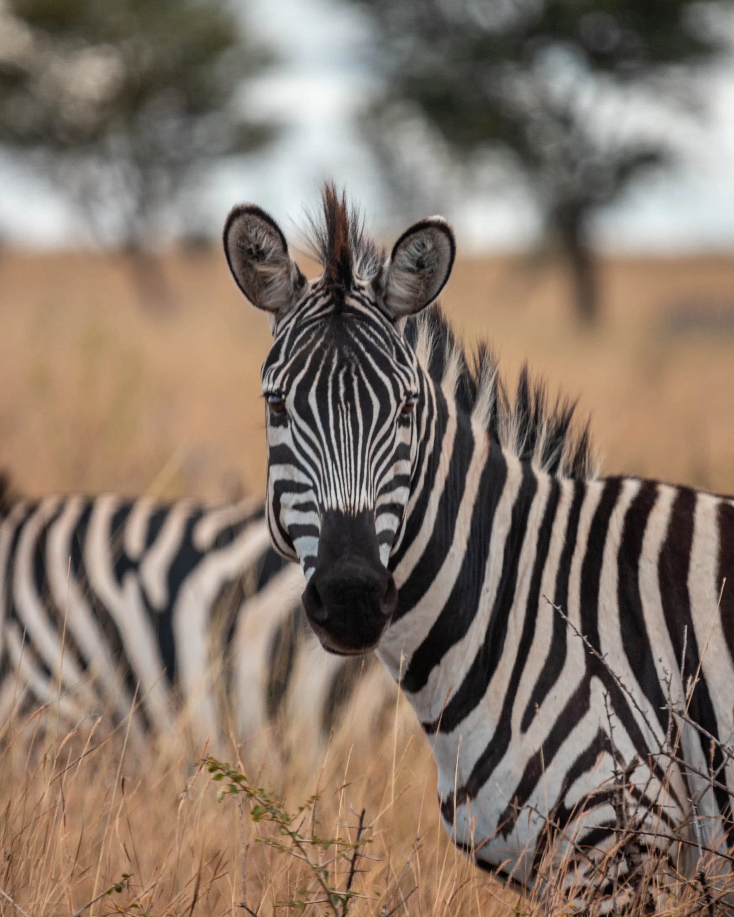 Close-up of a zebra's face with a blurred background of dry grass and a distant tree.