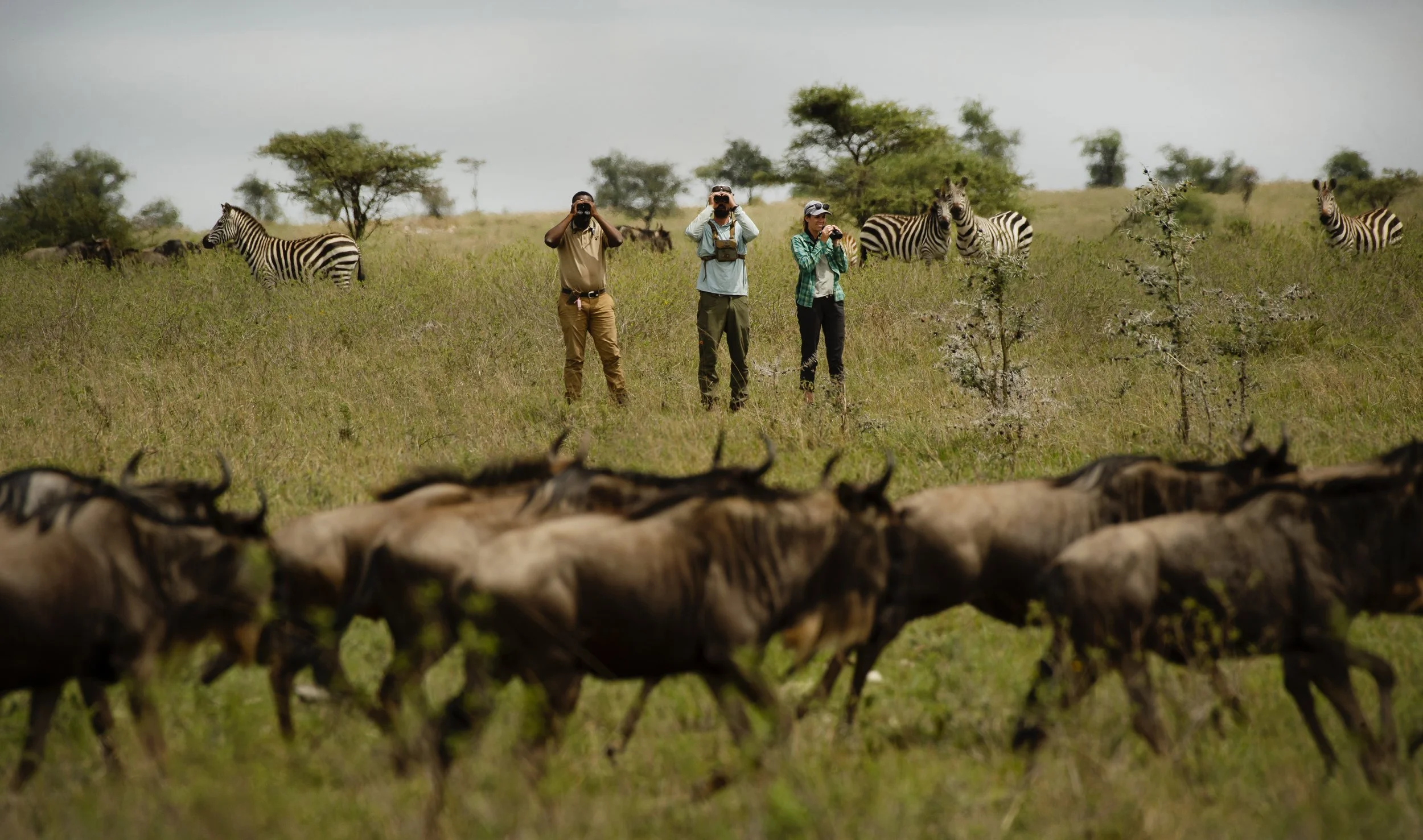 Group of three tourists with cameras standing and observing zebras grazing in a savanna landscape with trees in the background.
