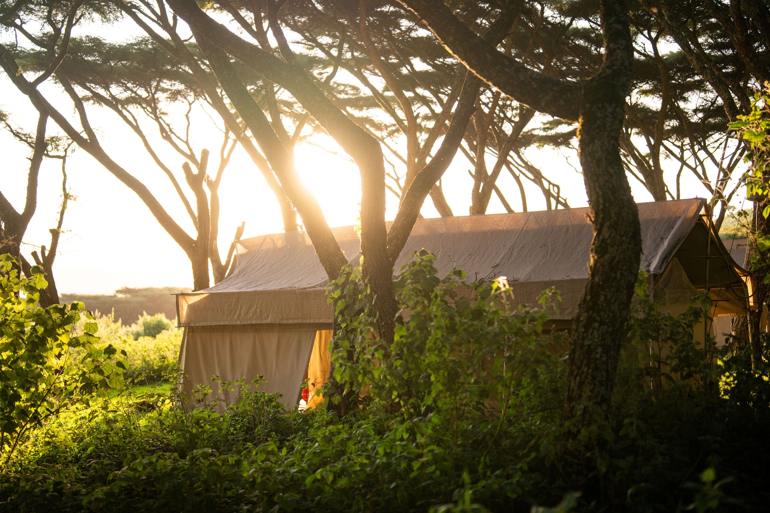 Sunset behind a tent nestled in amongst some trees