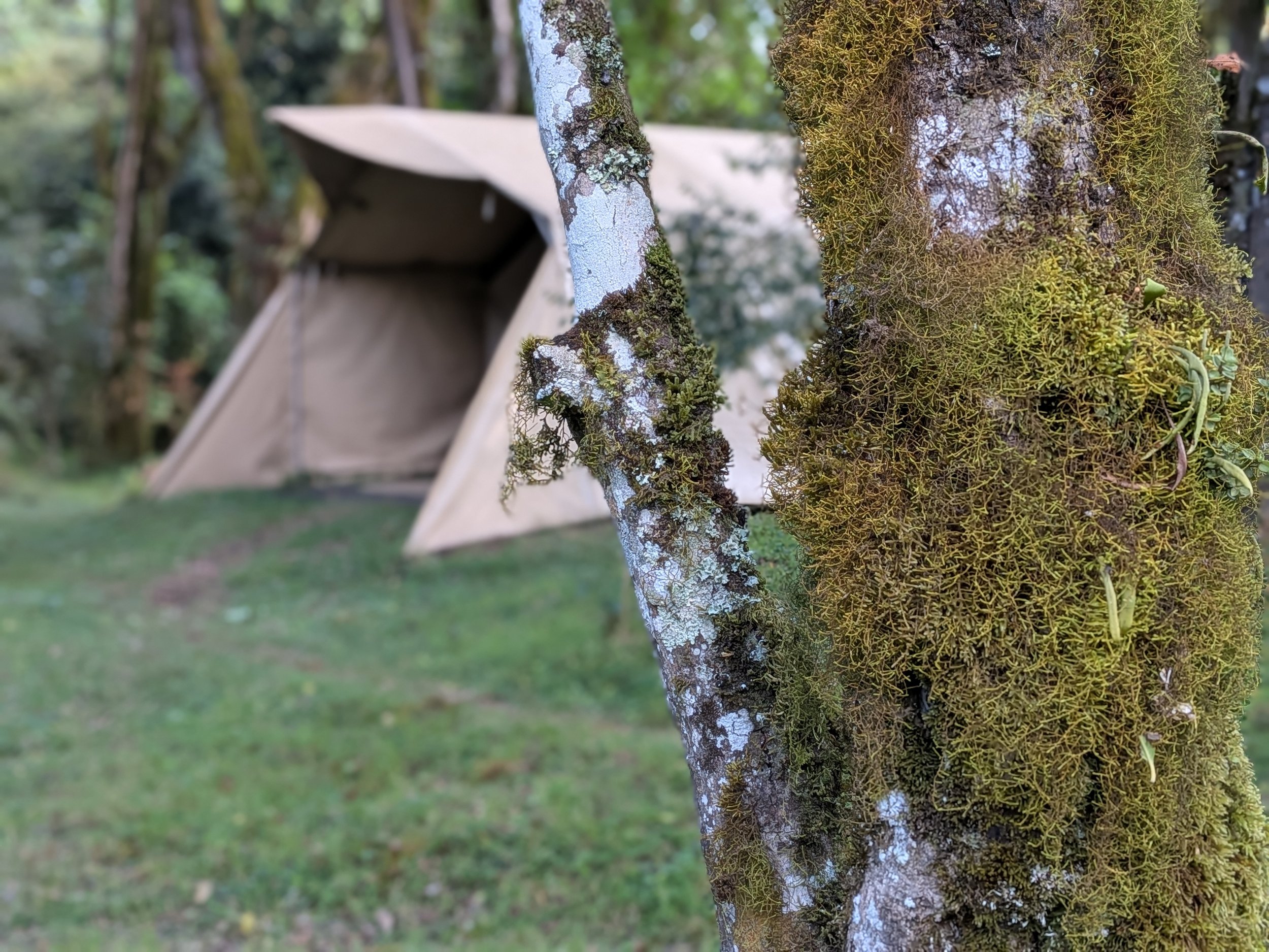 Close-up of a tree trunk covered in green moss and lichen, with a tent in the background in a wooded area.