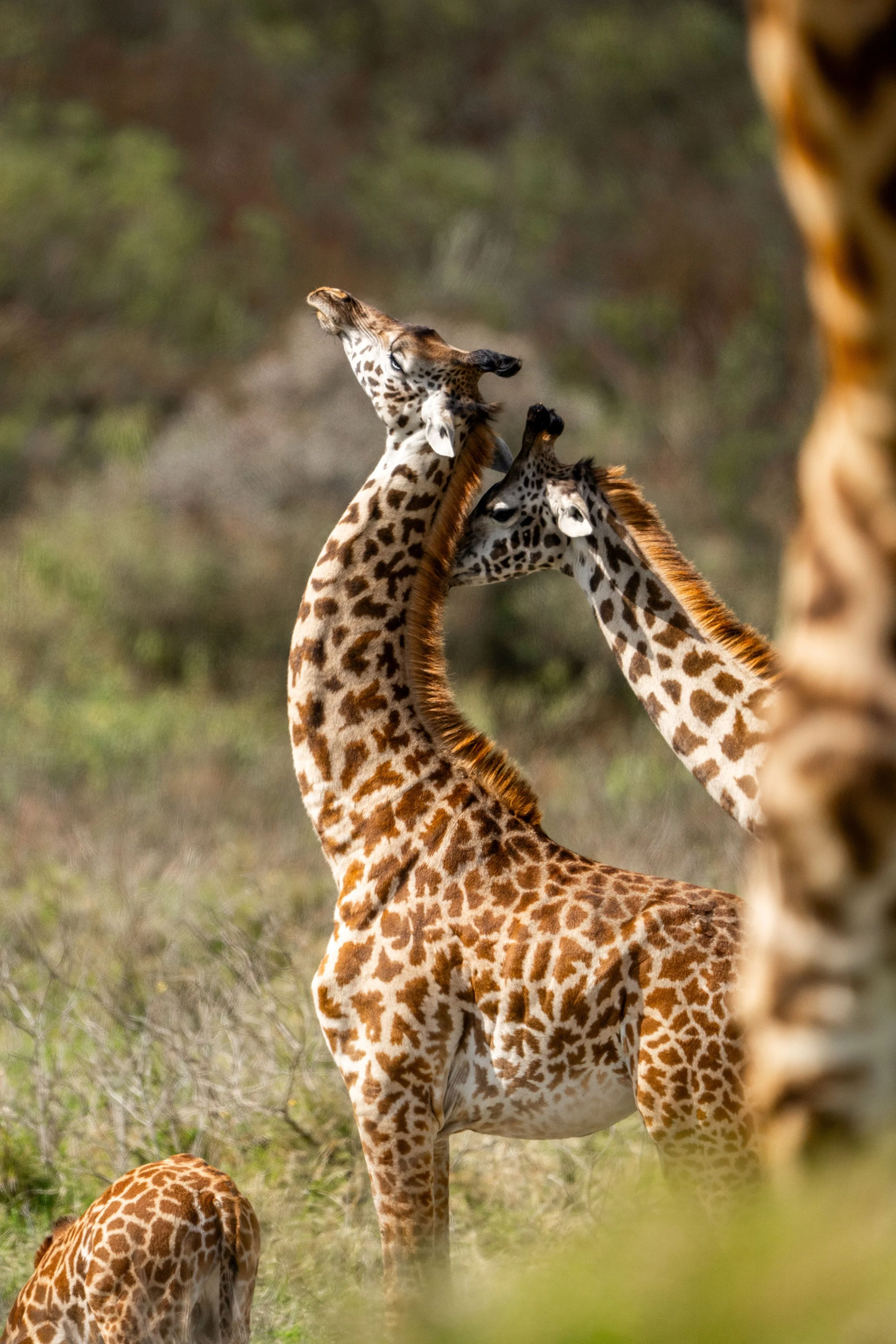 Two giraffes in a grassy savannah, one reaching up and the other with its head lowered, framed by blurred foliage in the foreground.