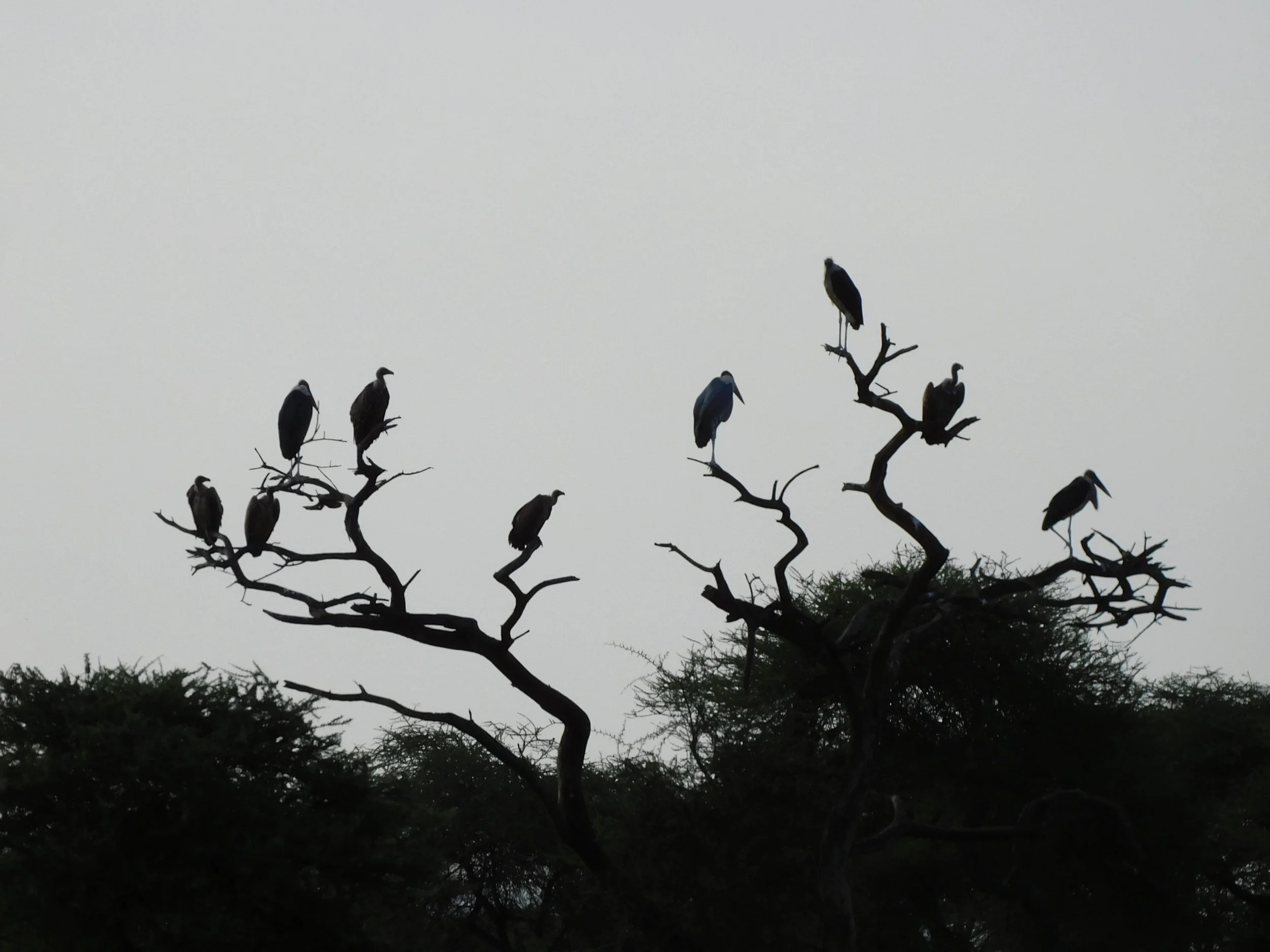 Silhouettes of birds in trees