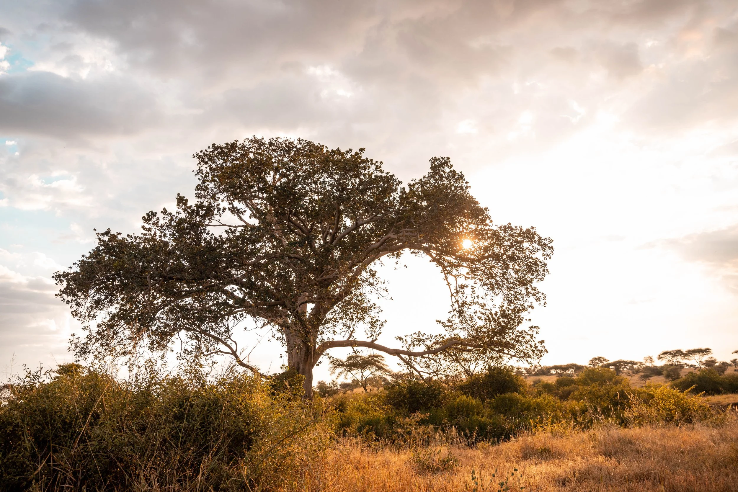A large tree in a savannah landscape with shrubs and grasses, under a cloudy sky with the sun near the horizon.