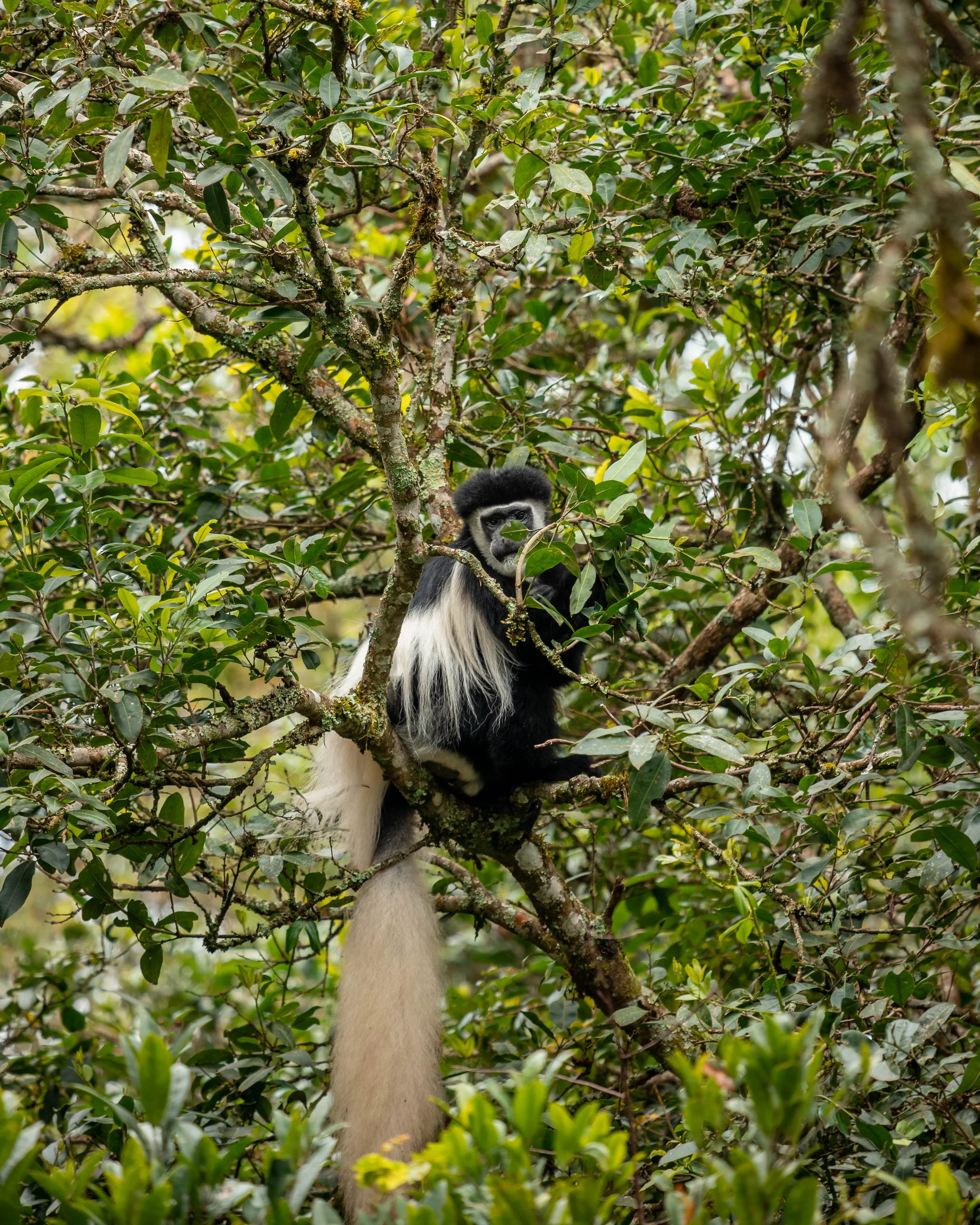 A black and white colobus monkey sitting in a dense green tree, partially obscured by leaves and branches.