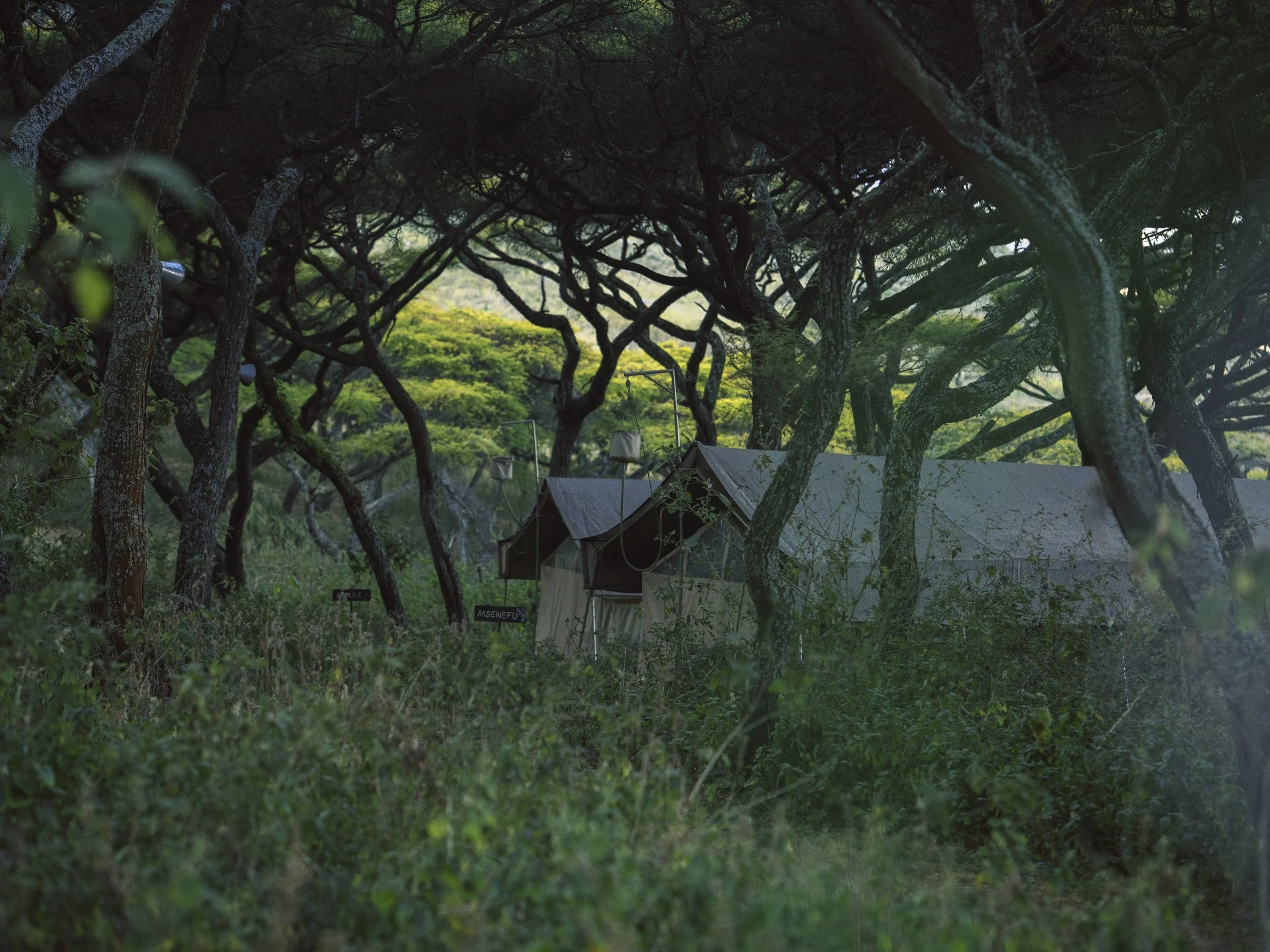 Forested area with dense, dark tree branches arching over a small structure below in a lush, green landscape.