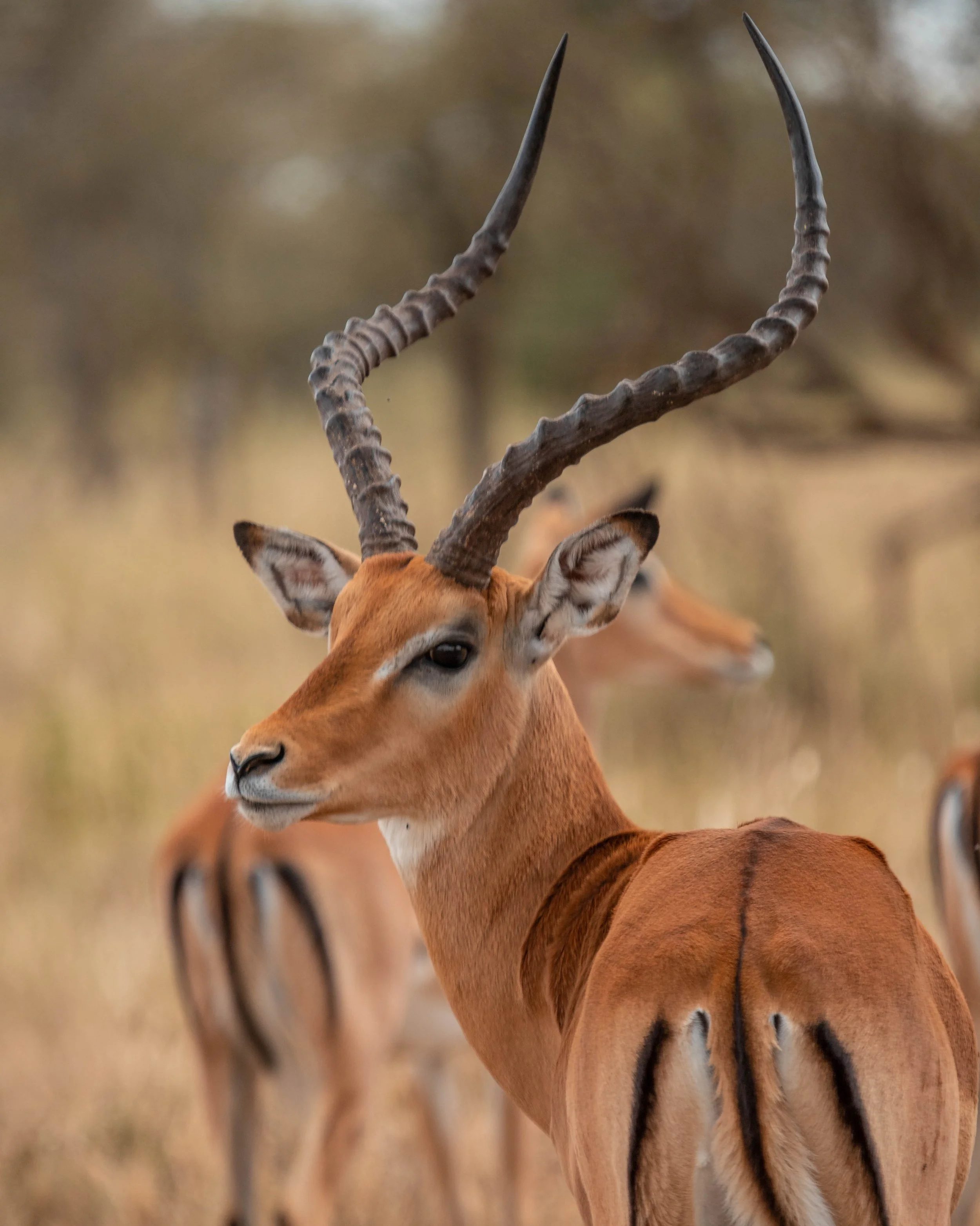 A close-up image of an impala with curved, ridged horns and reddish-brown fur, standing outdoors with a blurred background of dry grass and other impalas.