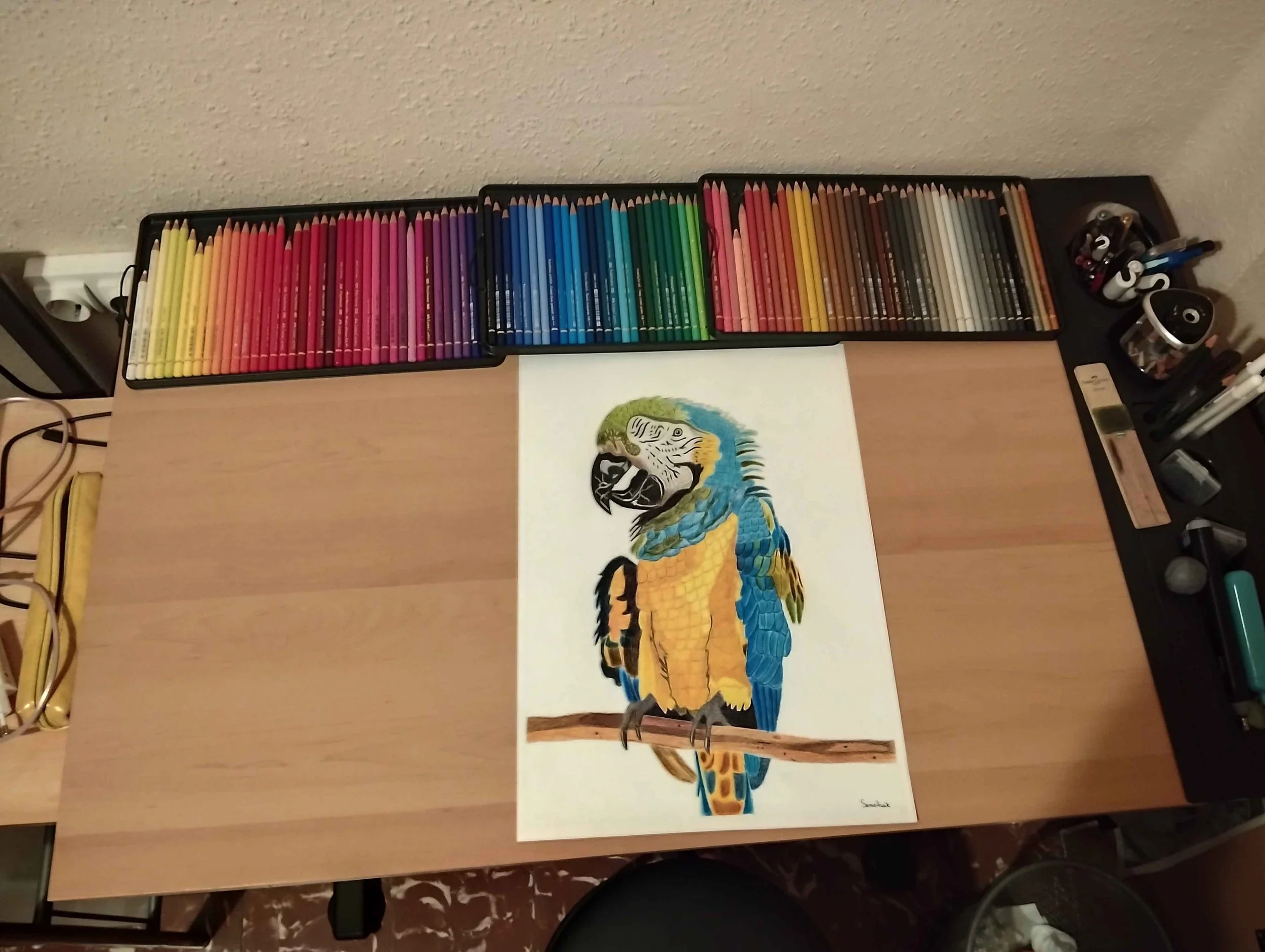 Guacamayo Proyecto 5.jpg