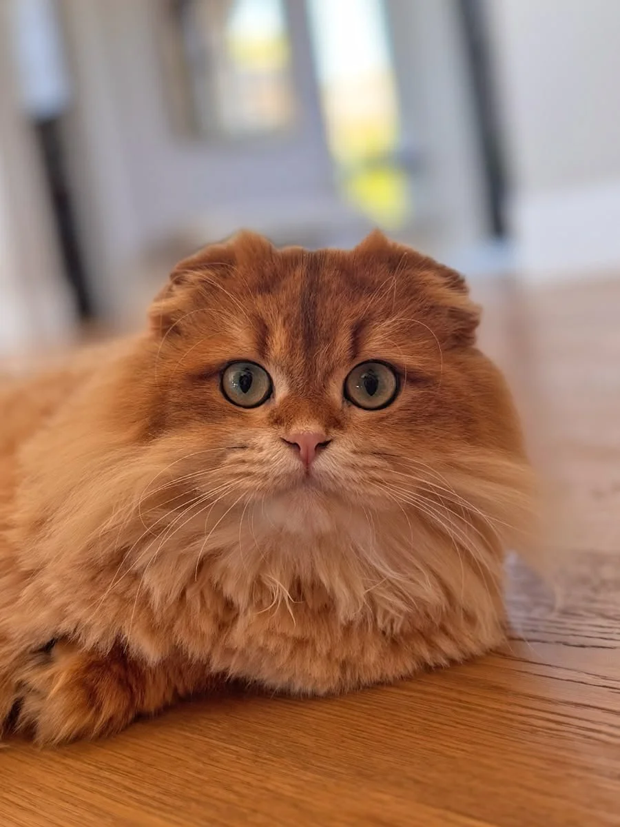 Close-up of an orange Scottish Fold cat lying on a wooden floor, with a blurred background of windows and light.