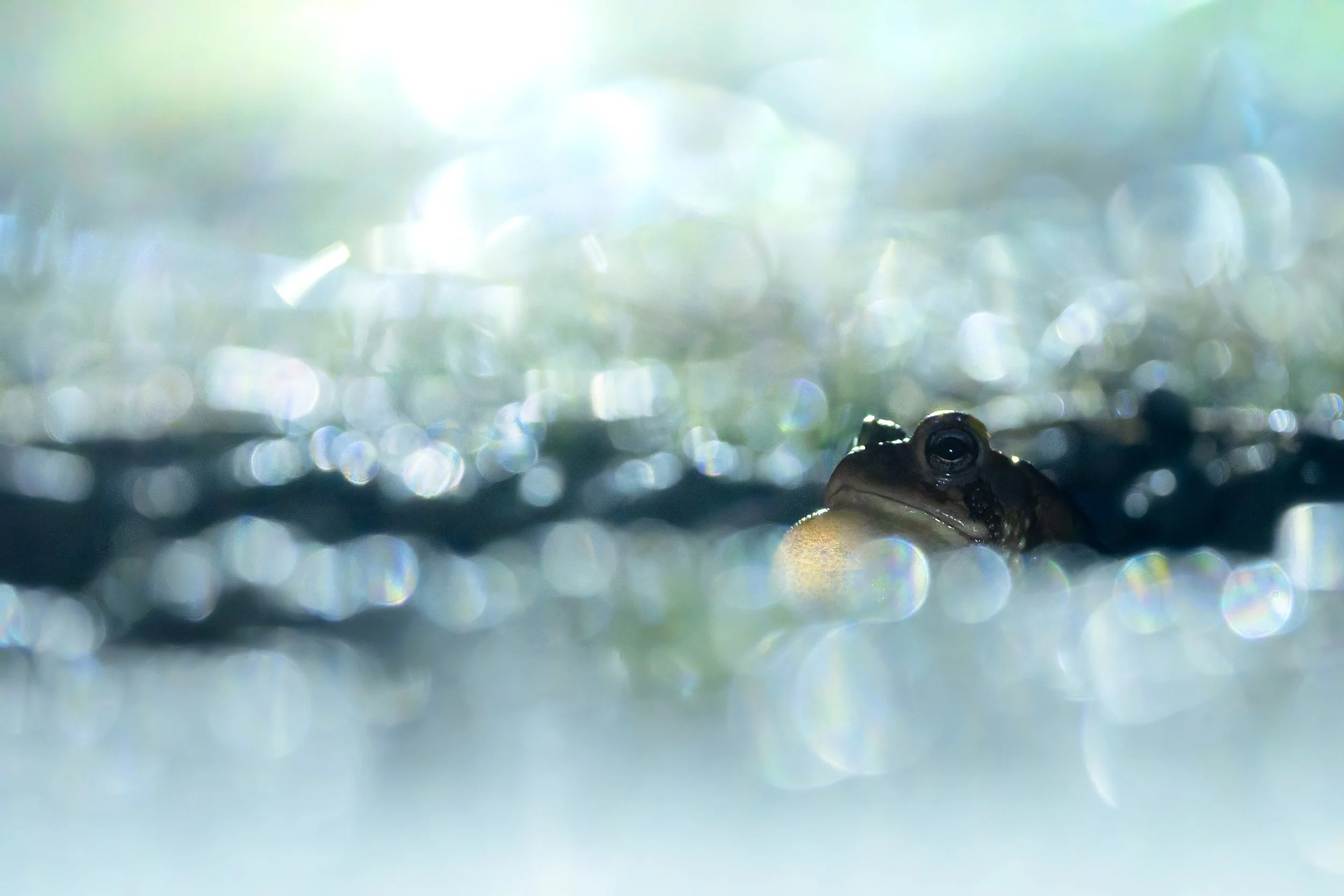 Frog. This photo means so much to me as it's really unconventional and was made from basically nothing. Mekhi and I went to look for owls one night. We were searching for about an hour or 2 with no luck. Not even a single call. So we were leaving whe