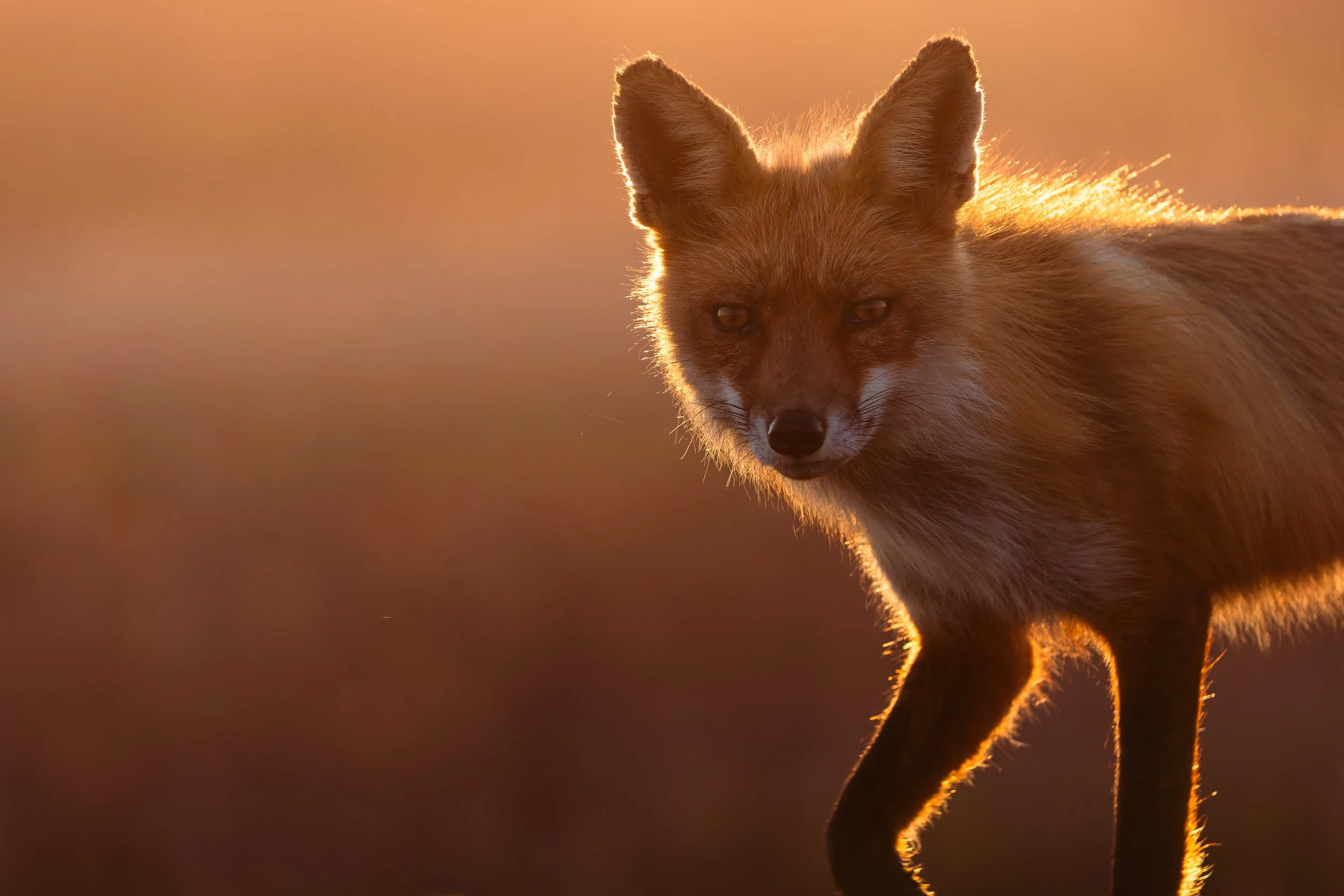 Just an overly curious fox that is literally well known in the area for never getting close to people. When I tell you I just watched this dude walk straight up to me I mean it was genuinely 5 meters away maybe less. Really cool to get it with that a