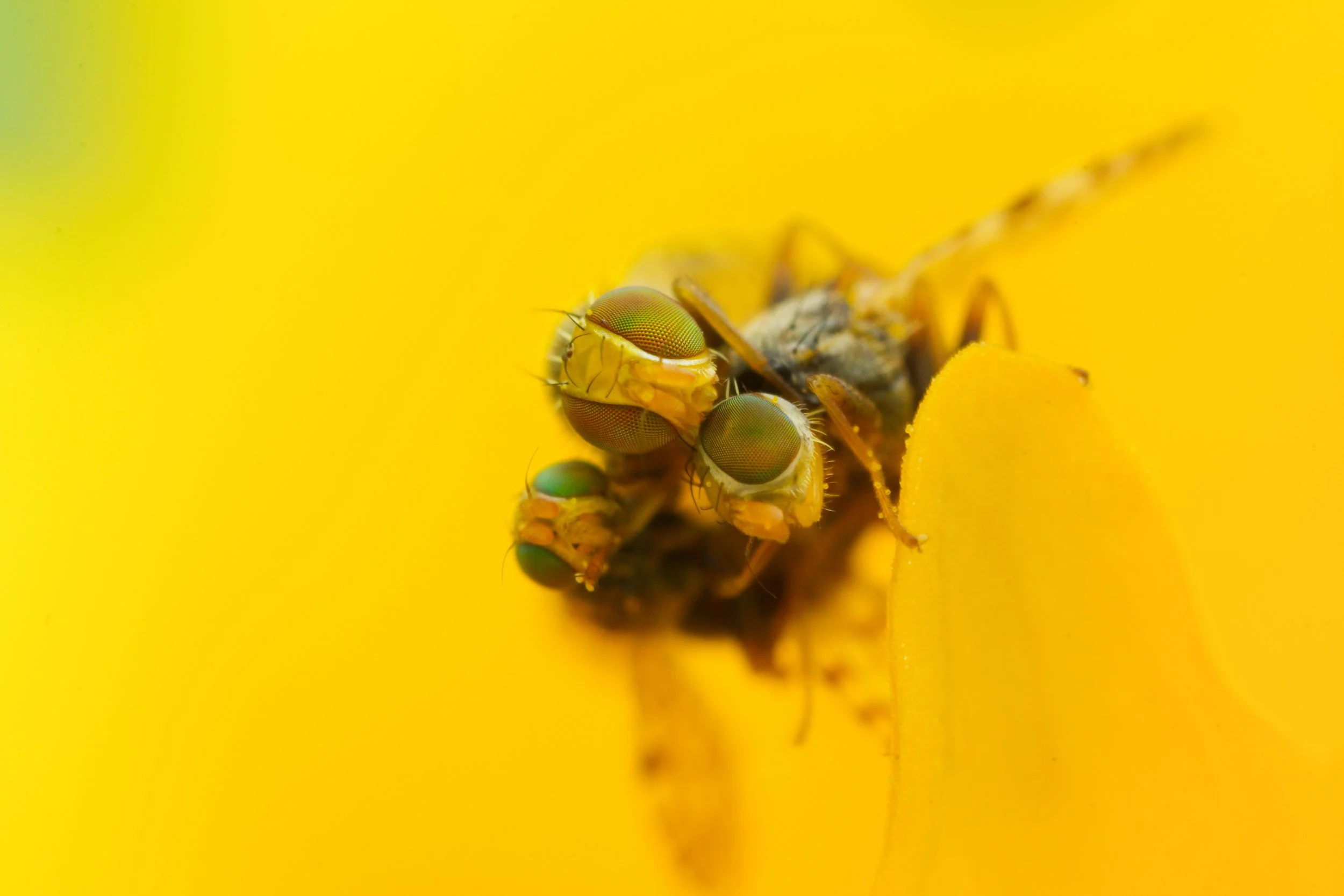 From my first macro session ever. I went out to our porch and on a yellow flower my mom had there were 2 of these fruit fly species mating. They crawled on to the tip of the flower petals when a 3rd (assuming male) fly flew in and hopped on. I legiti