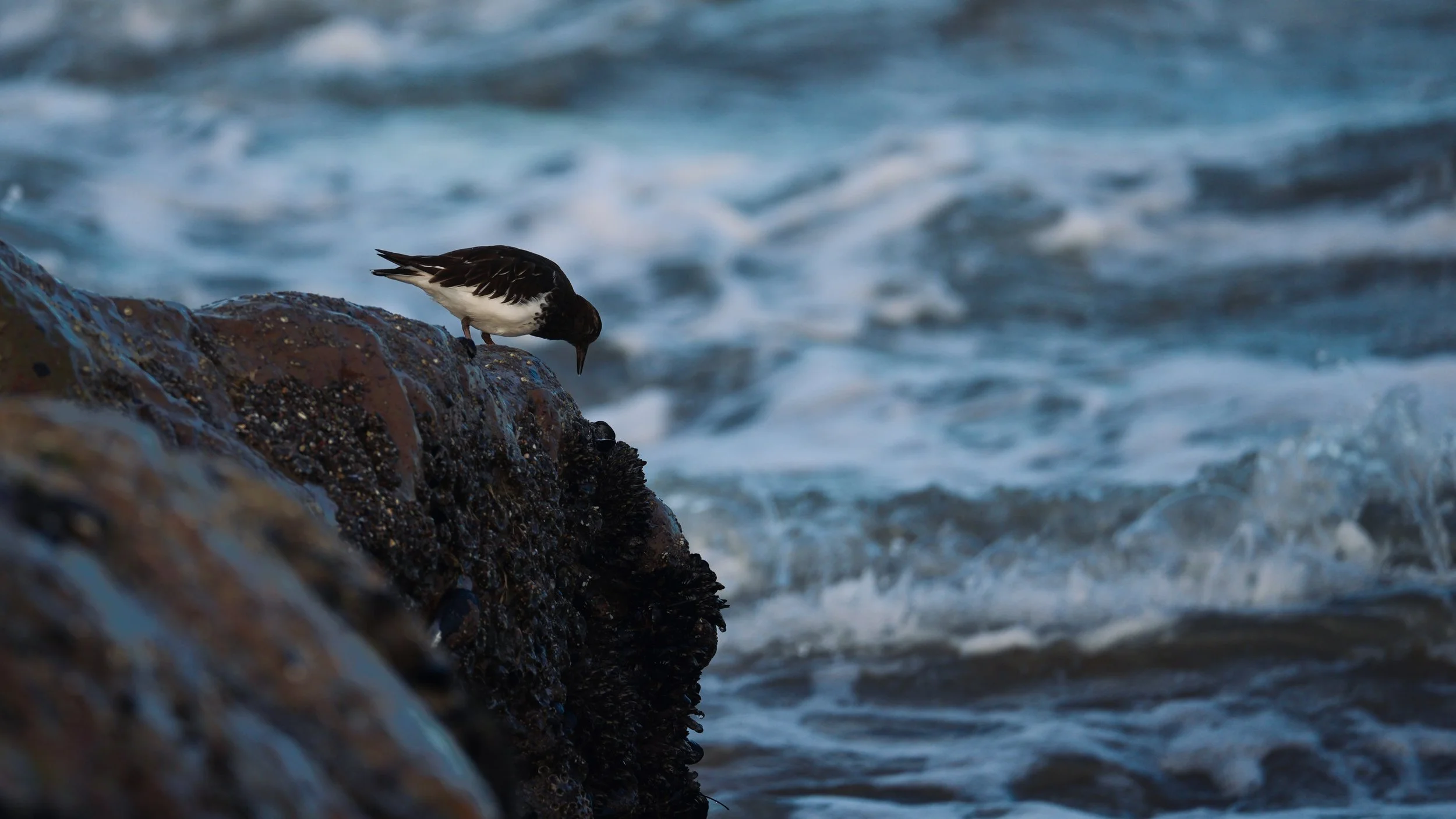 This was one of my first photos I took with my mirrorless set up. We were moving my sister to LA and found time to go to one spot. We got there and I found my target of the trip, Black Turnstones just feeding all morning. Really fun trip and got to s