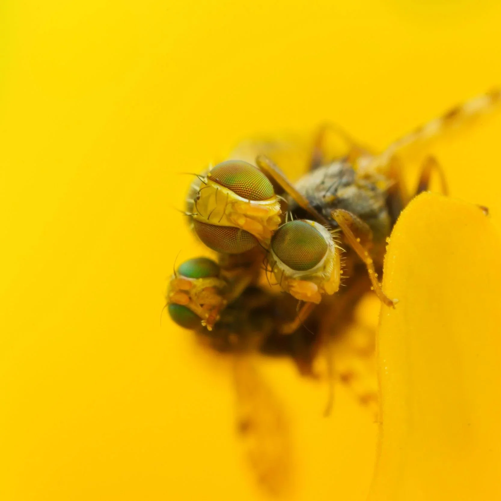 MACRO
