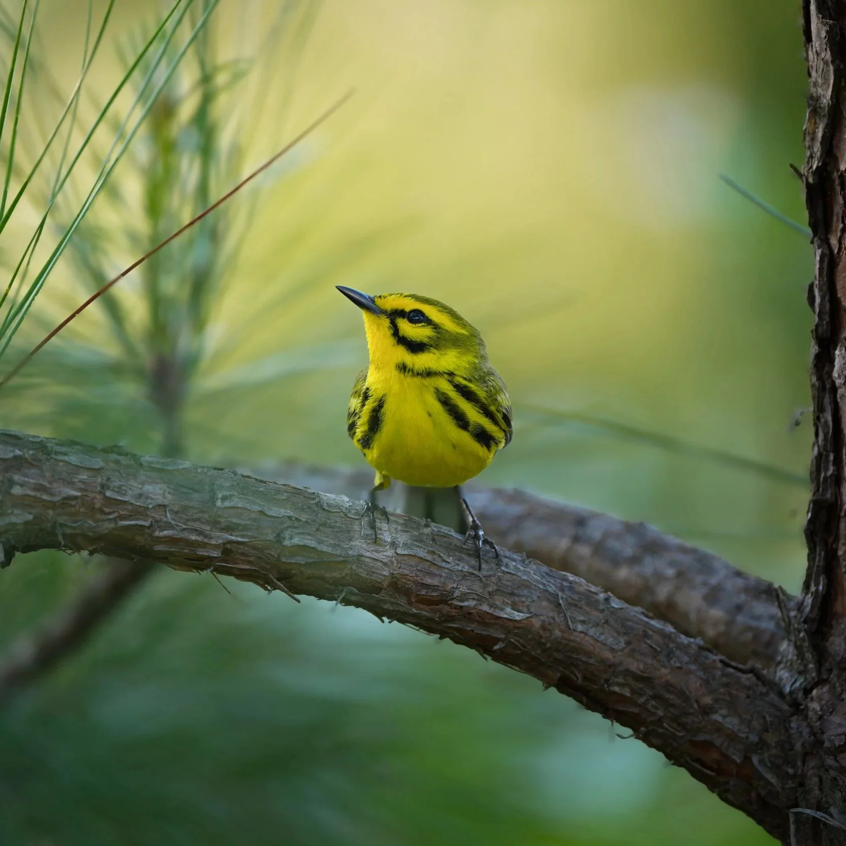 BIRDS