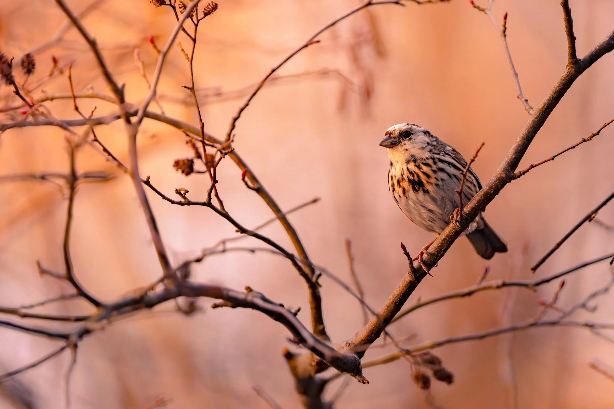 Spent an evening attempting to photograph a partial leucistic song sparrow. The photos turn out good, but the color was bad since the sun had just last the tree line seconds before. This frustrating photo taught me so much about editing and patience 