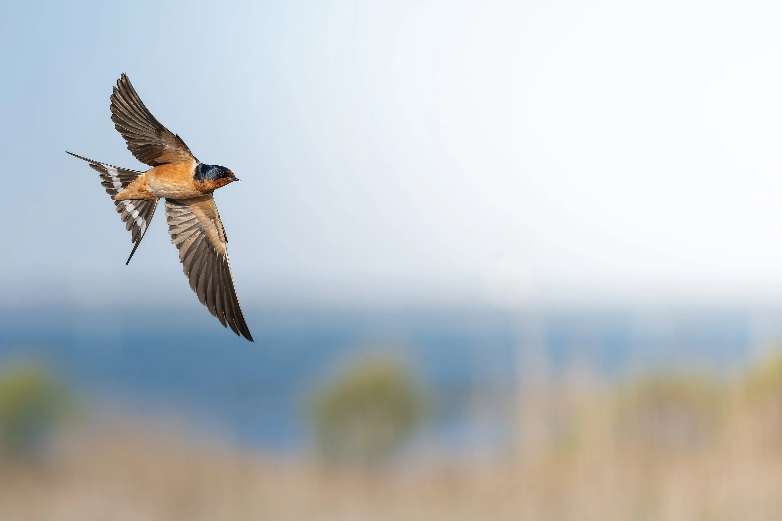 I mean how can you not like Barn Swallows. Got to the coast one morning and decided to photograph them instead of shorebirds to practice my flight shots. When I say I this photo was about the best photo I thought was possible at this time I mean it. 