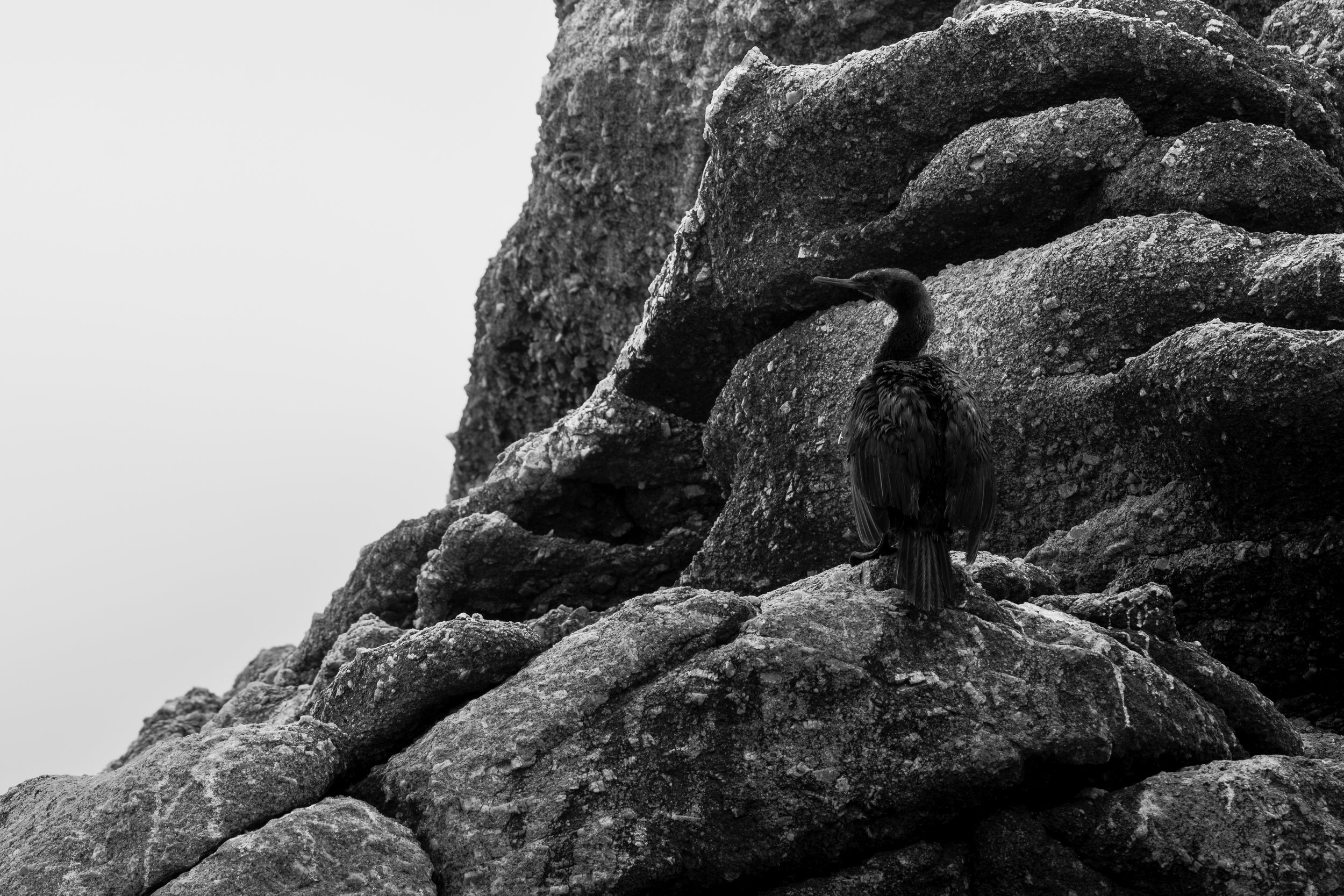 Camouflage. Female Pelagic Cormorant. That's all I just really like this photo. People try really hard to separate the background and to me I understand of course but then you miss shots like this where it really shows how they survive.