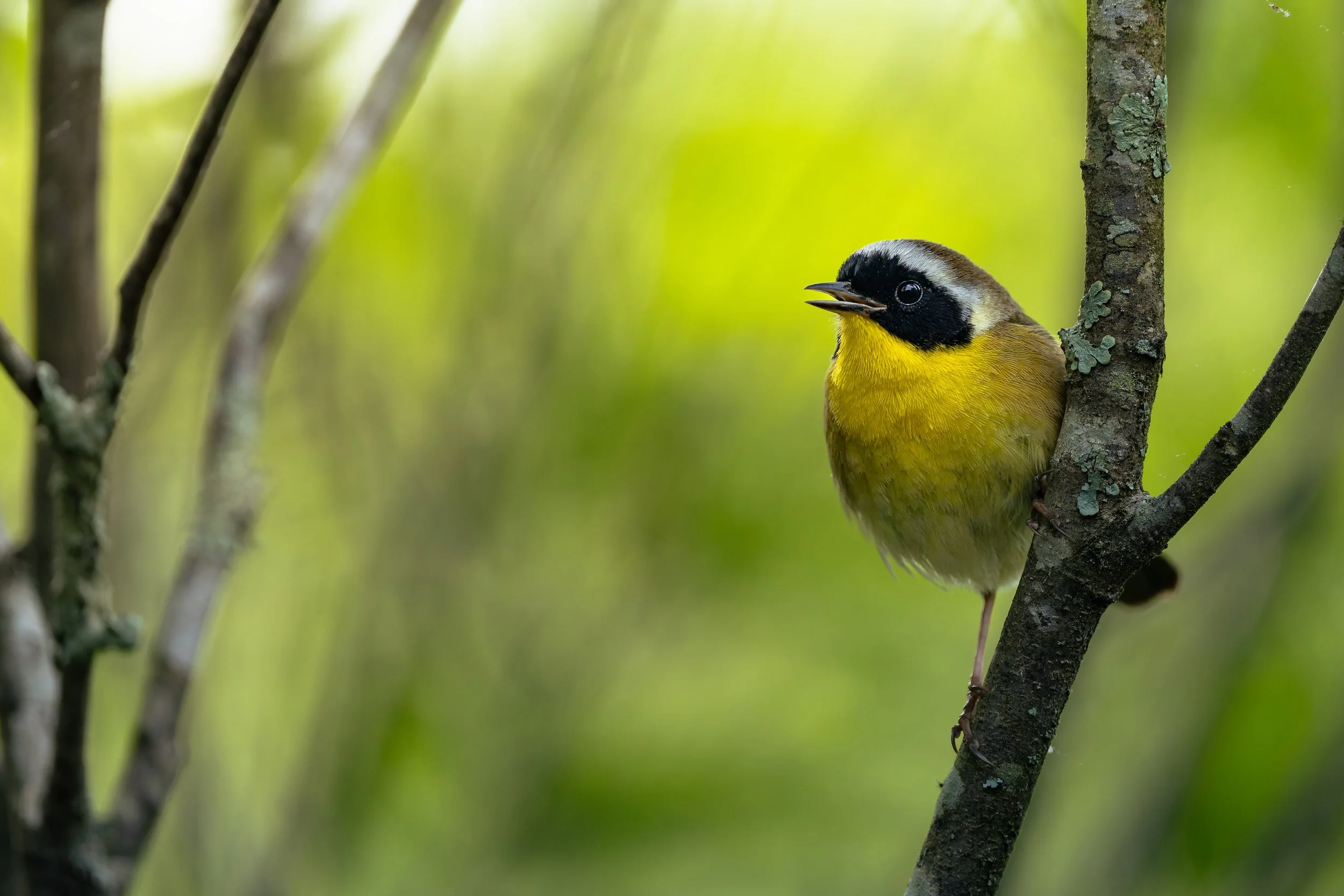 Common Yellowthroats are literally one of if not my favorite new world warbler period. Though can you really even have a favorite warbler? Too many cool ones. Anyways every spring I have a spot when I just sit in waders right as spring starts and wat