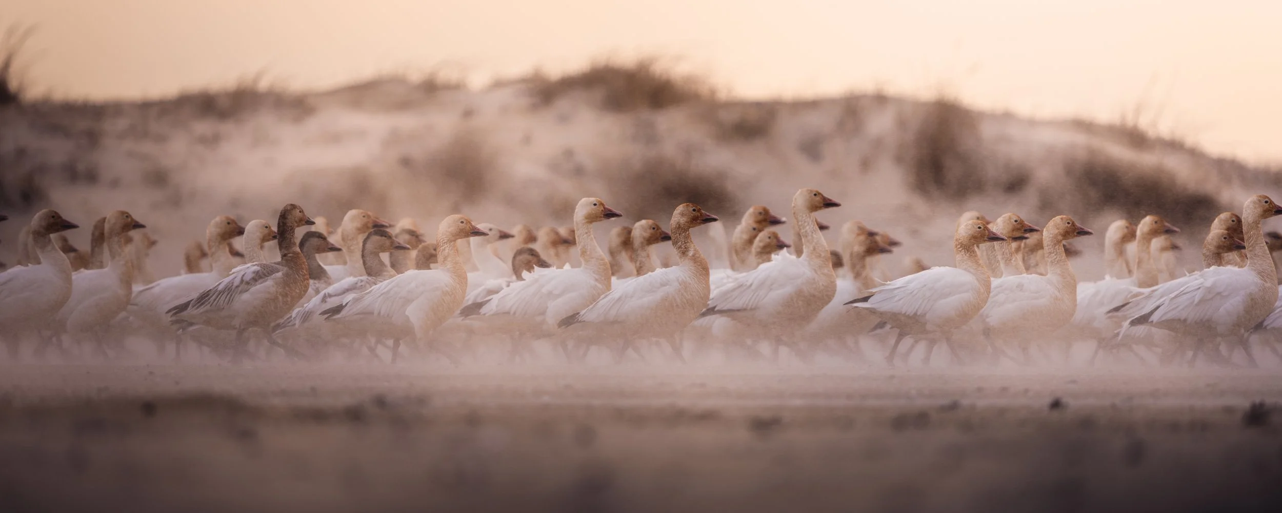 This is a huge flock of Snow Geese on the beach while 30mph winds hit me in the face for hours straight. These birds were so hard to approach. If you walked up to them normally they'd fly away, but how about instead of walking close you were a footba