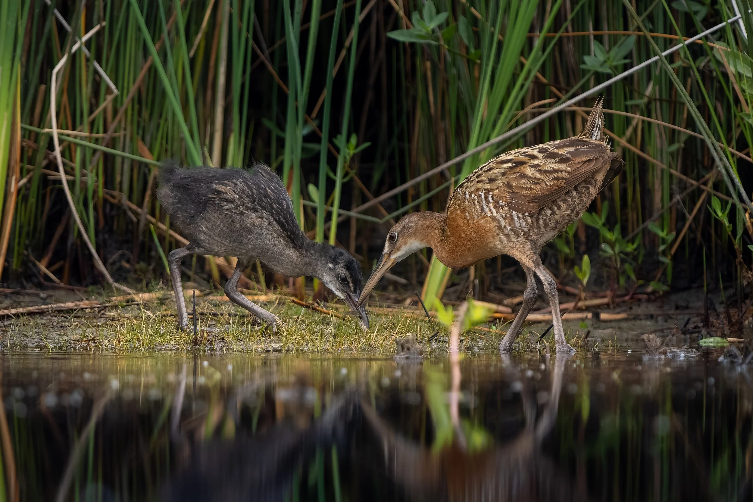 My favorite photo I've taken. This is of a King rail showing her new born how to hunt. On the way to my normal spot near here, I walked this road and literally found these guys open on the bank. I watched for 20 minutes until they dipped into the ree
