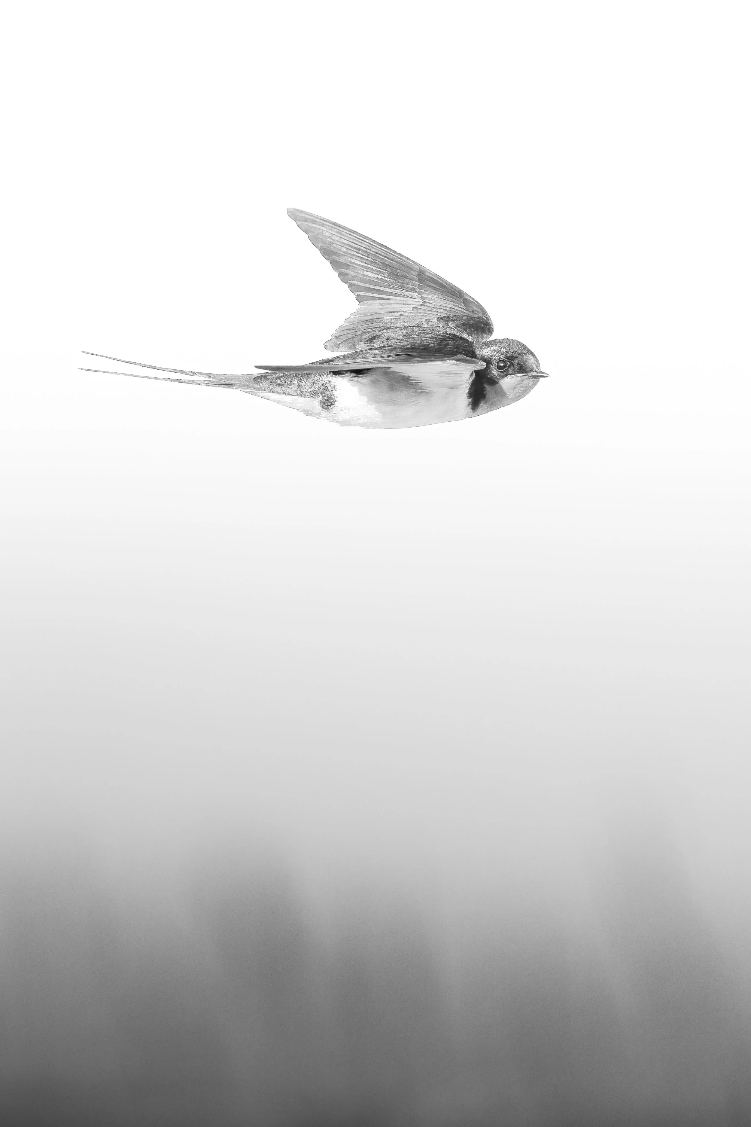 Swallow over Limbo