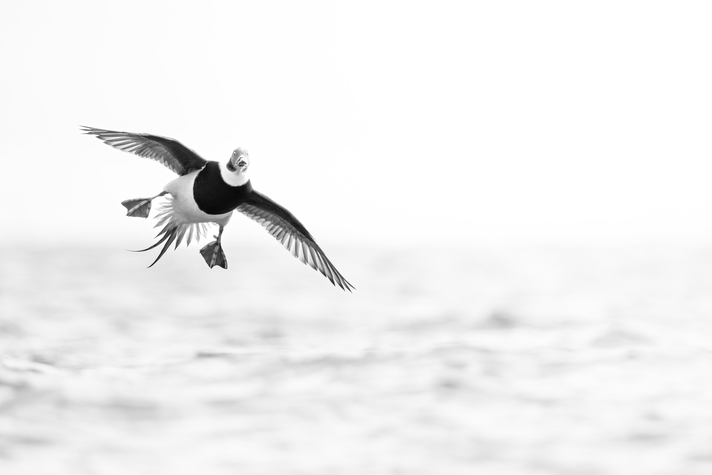 Probably the best birthday gift I've received. Who doesn't love ducks? This long tailed duck fly is was super cool. Literally day 1 and didn't get another flight shot like this the rest of the week. 
