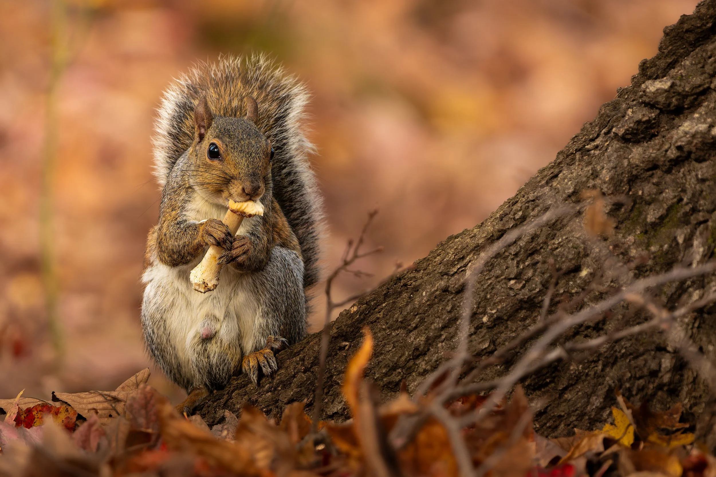This one is just cute. I also didn't know squirrels ate mushrooms.