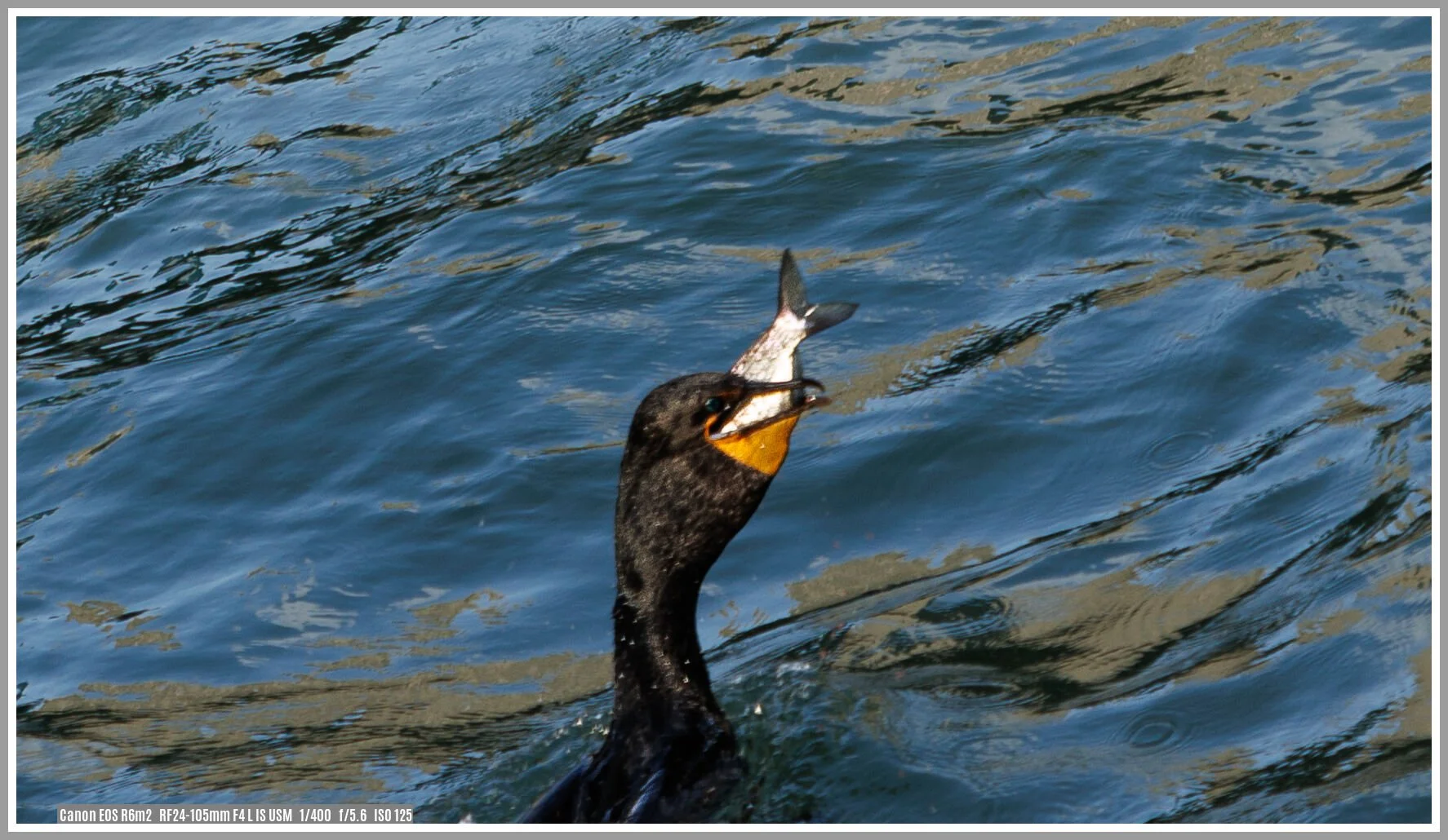 This Double-crested Cormorant snagged a fish underwater, probably a river bass, and swallowed the entire fish.  My camera was not ready for this surprise