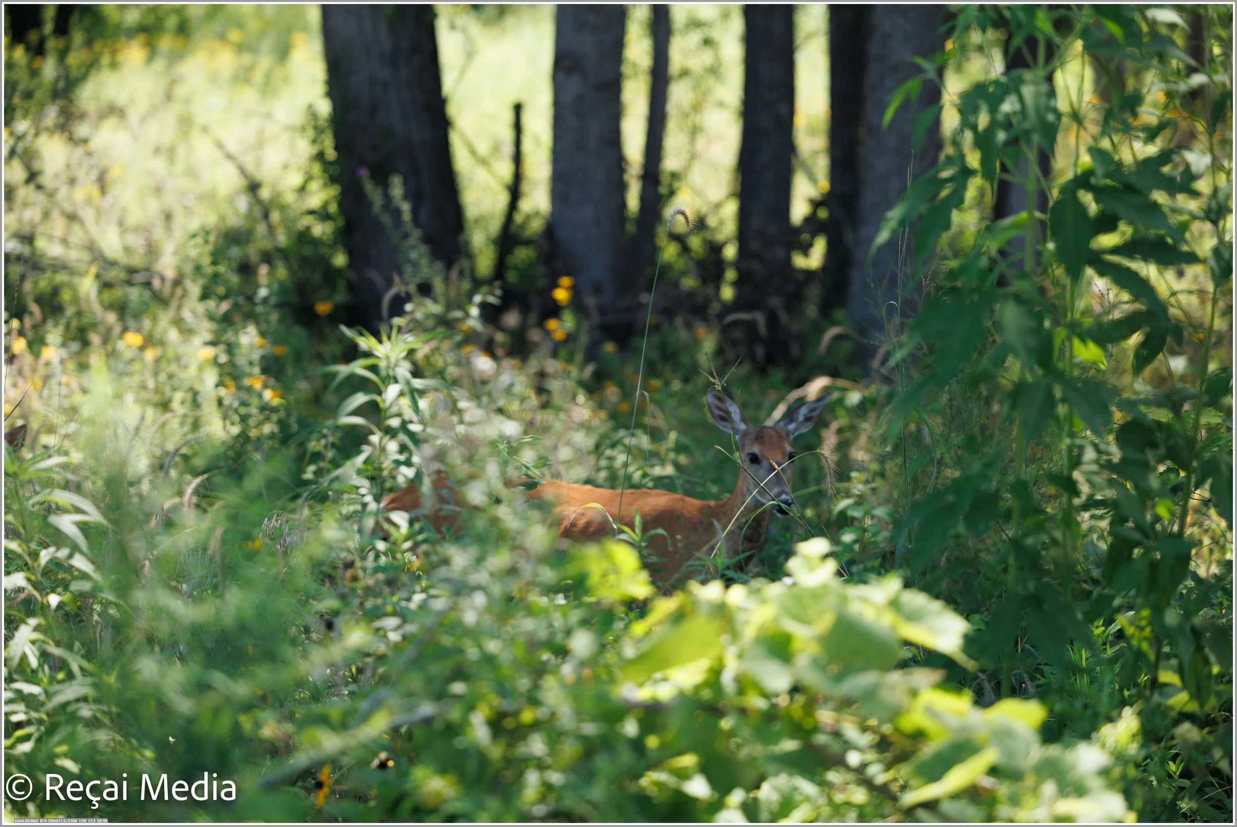 doe a deer.jpg