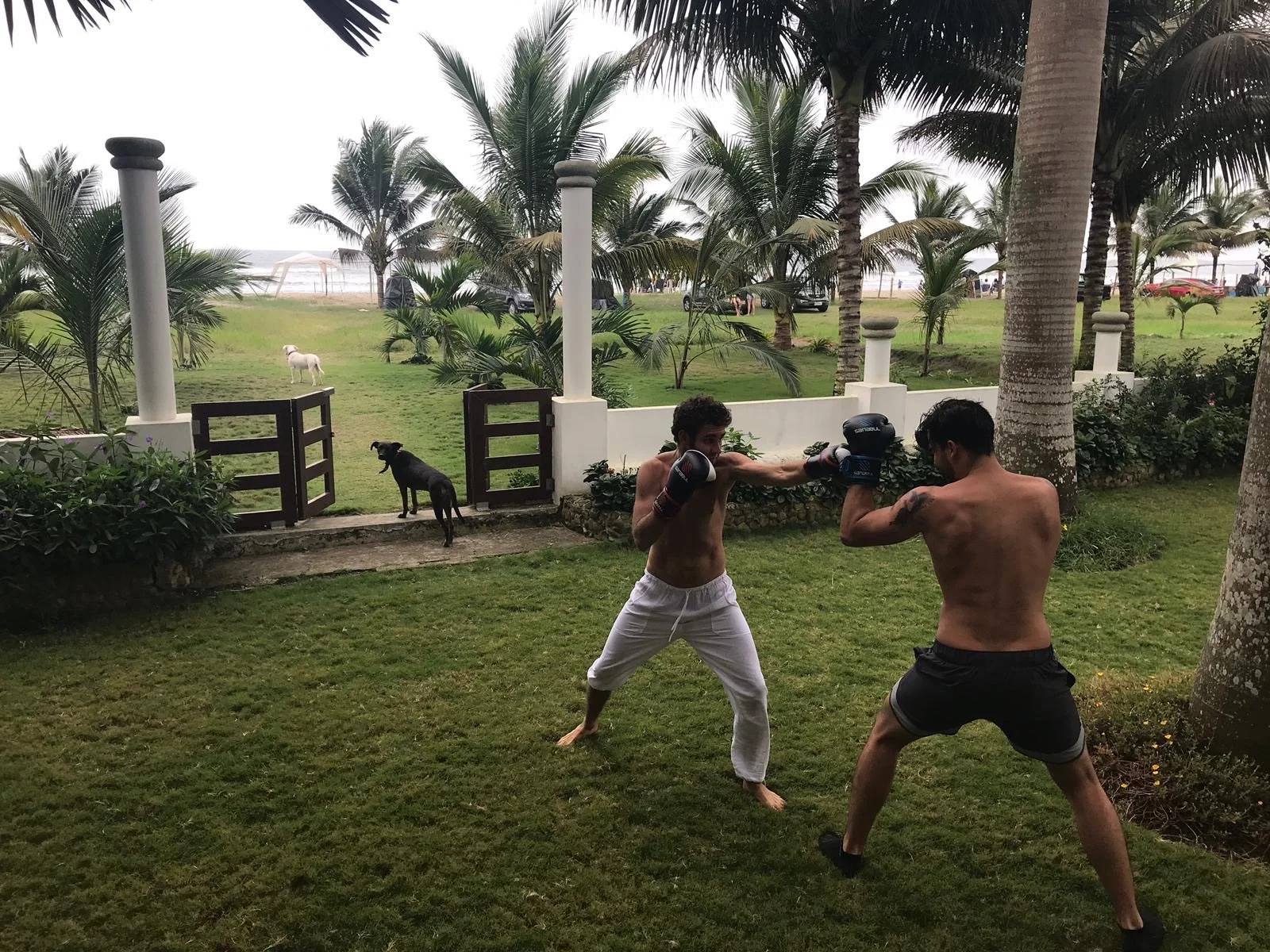 Two shirtless men practicing boxing with gloves on a grassy beachfront tropical property surrounded by palm trees