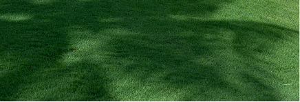 A close-up view of green grass.