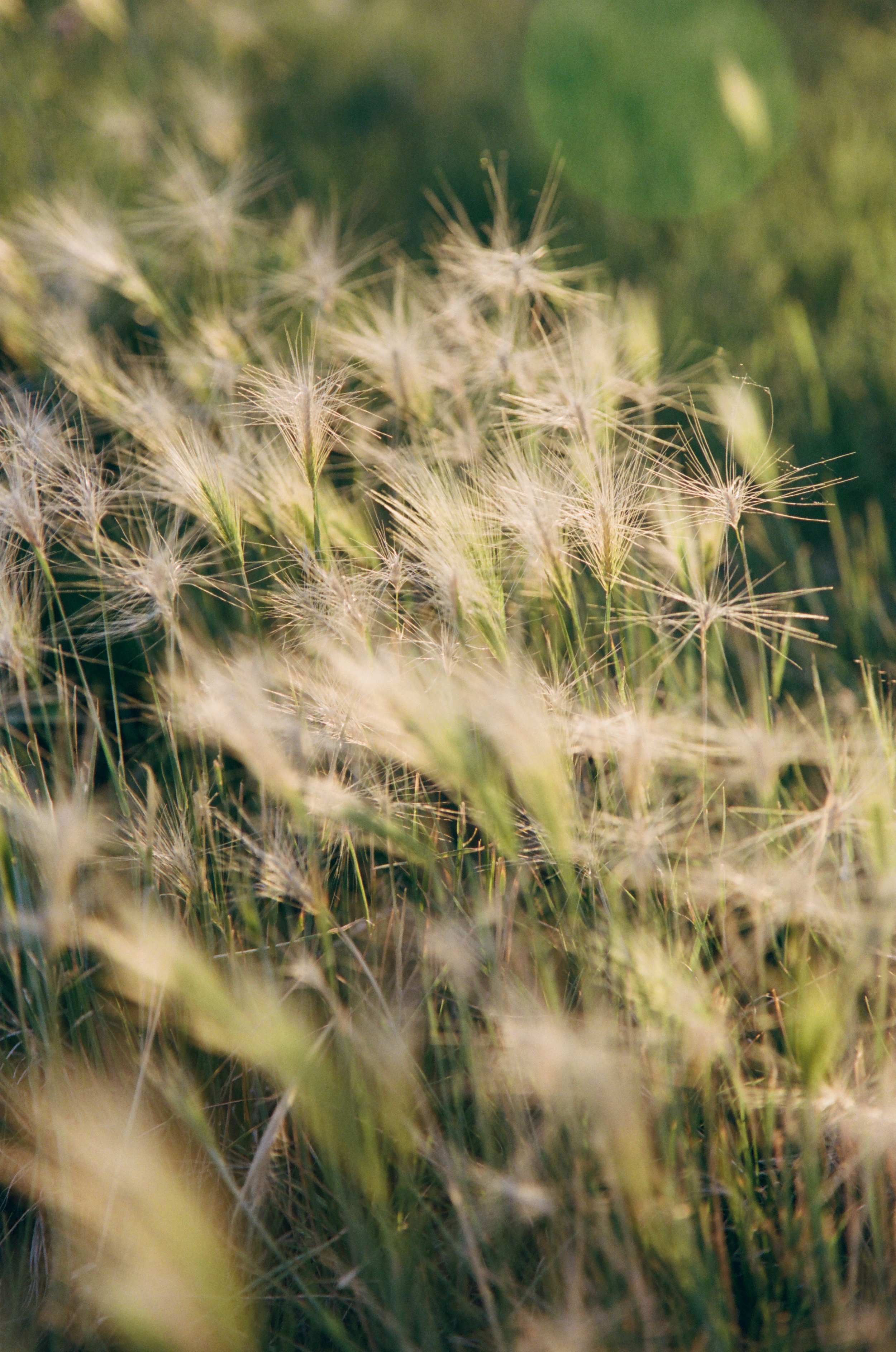 sloans grass.jpg