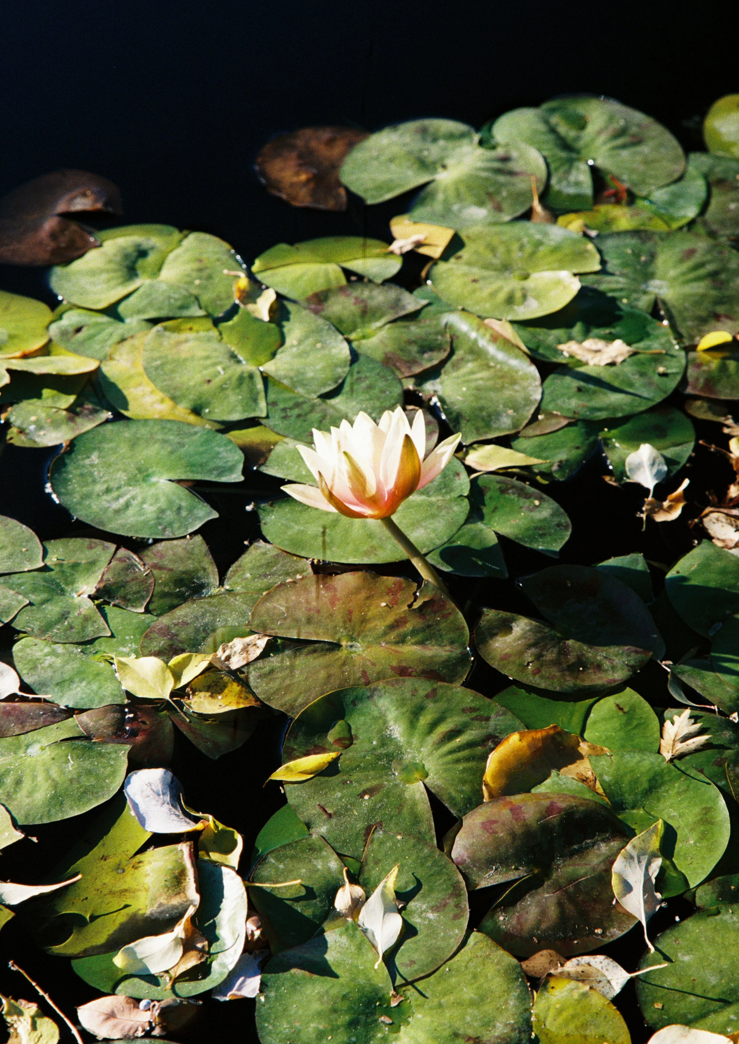lily pond.jpg