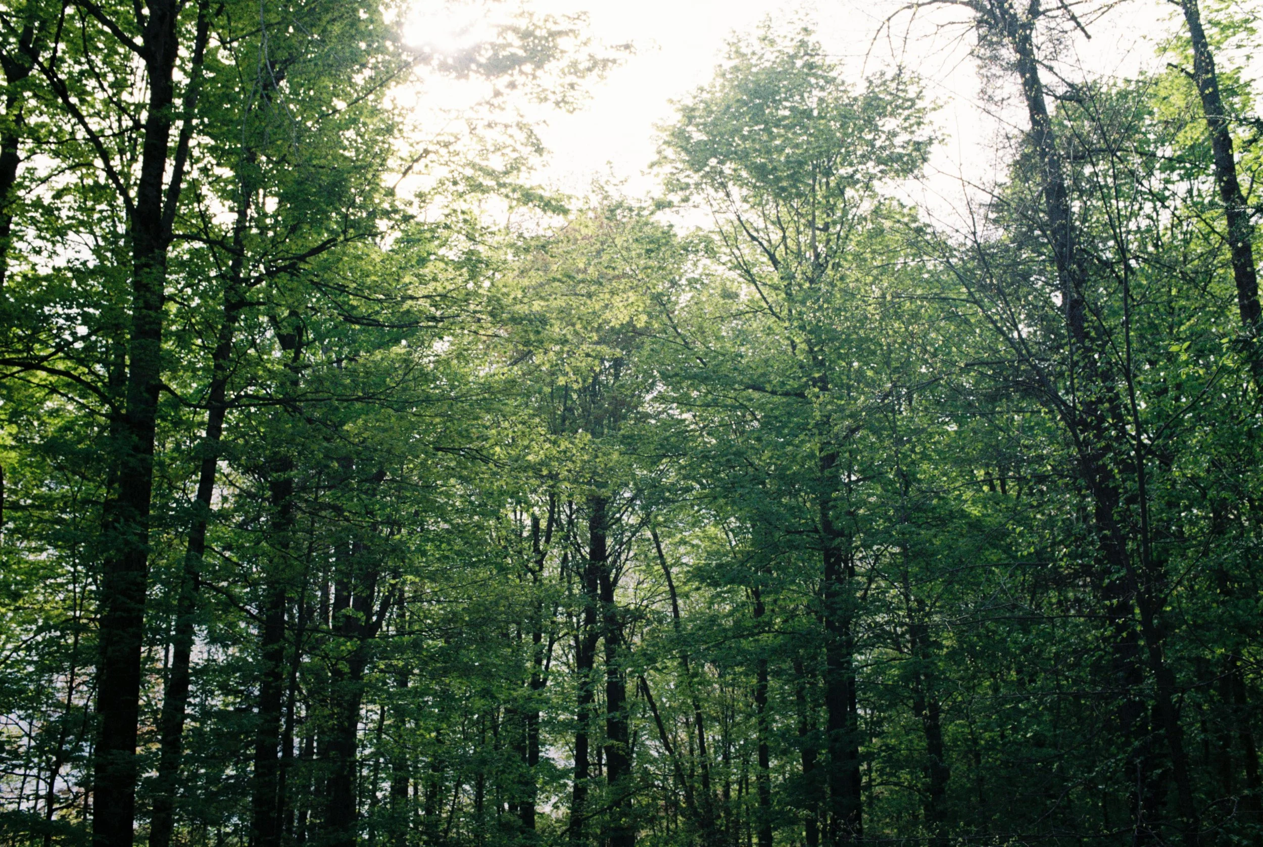 tree line_.jpg