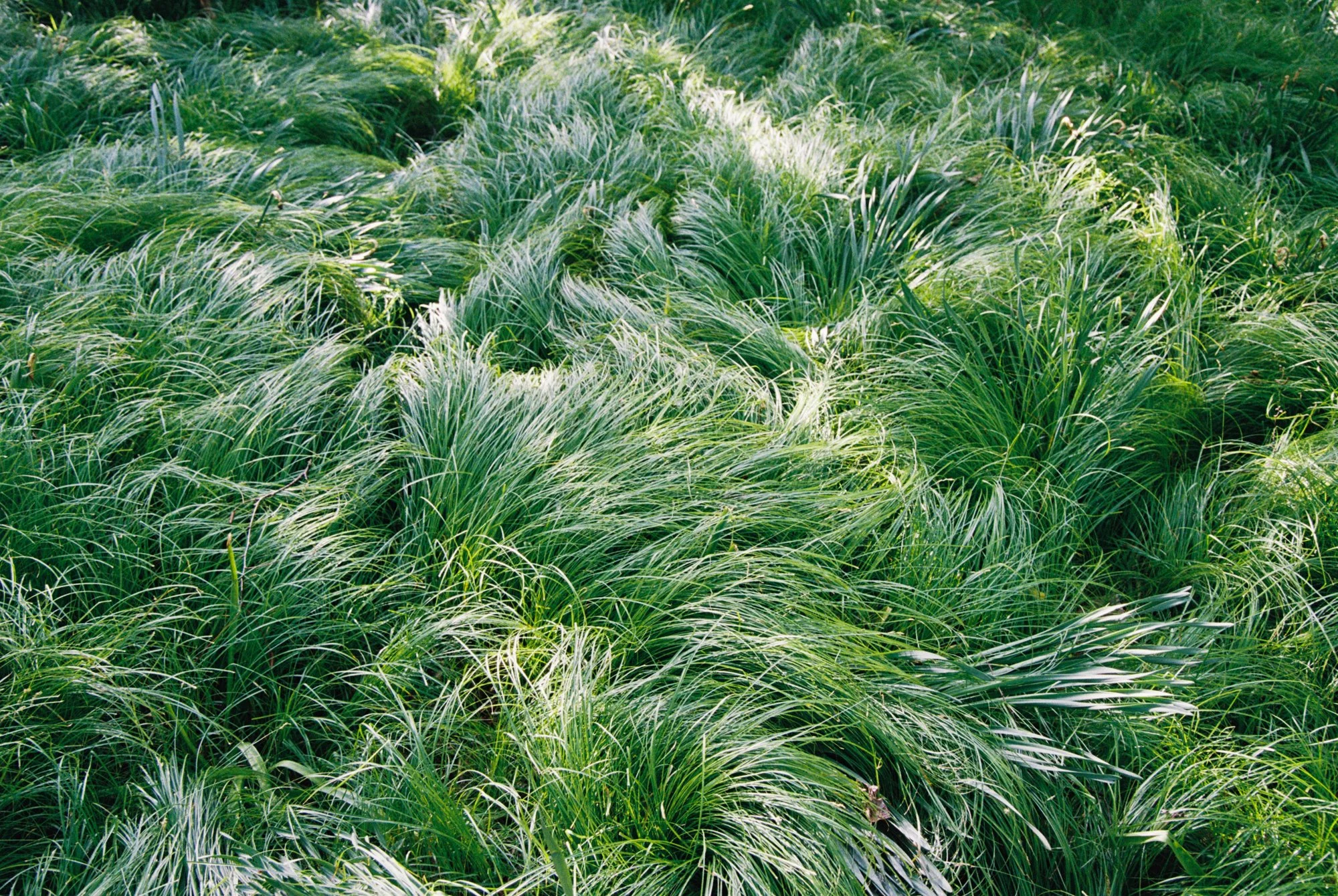 folded wi grass.jpg