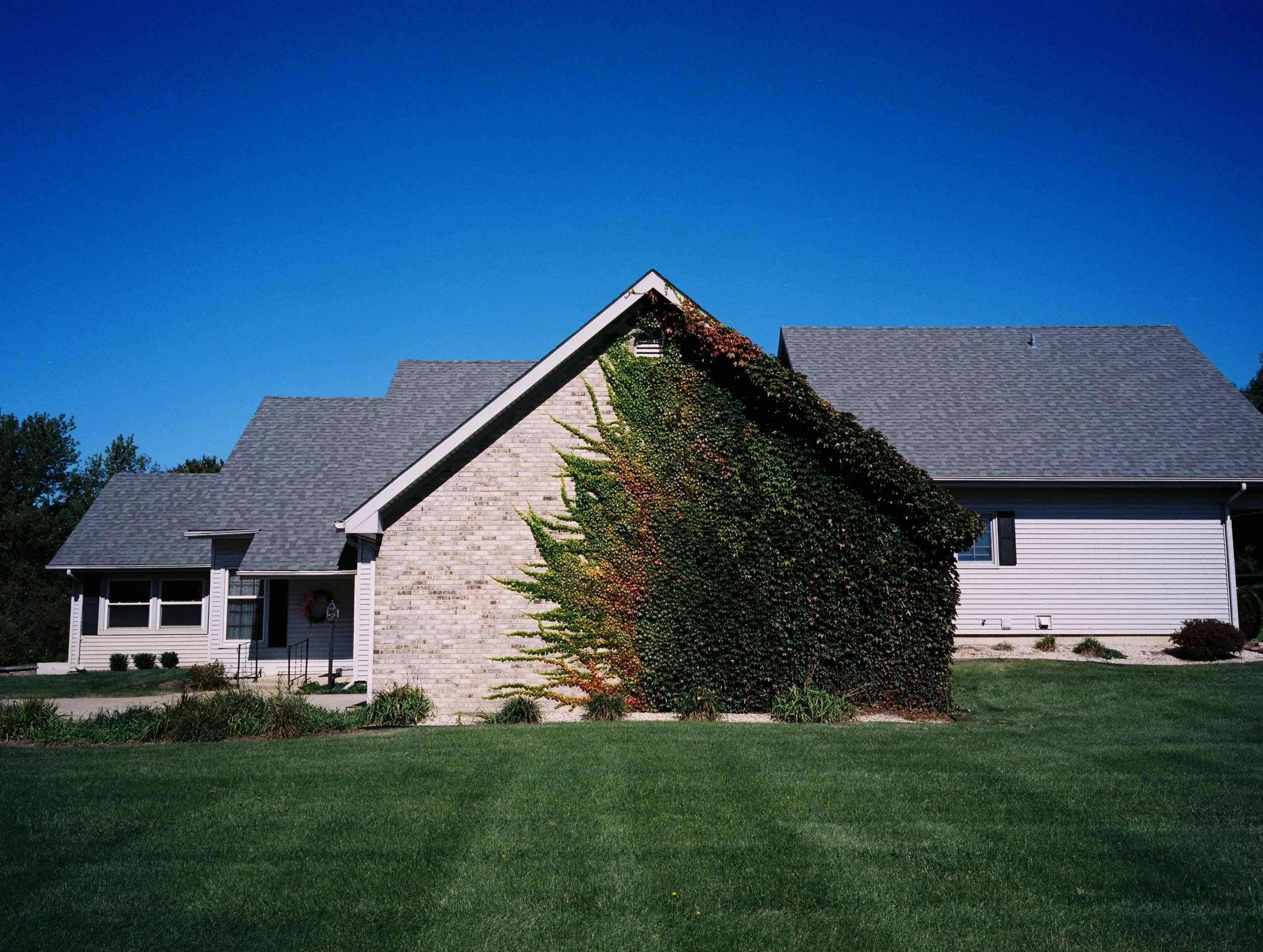 home with ivy.jpg