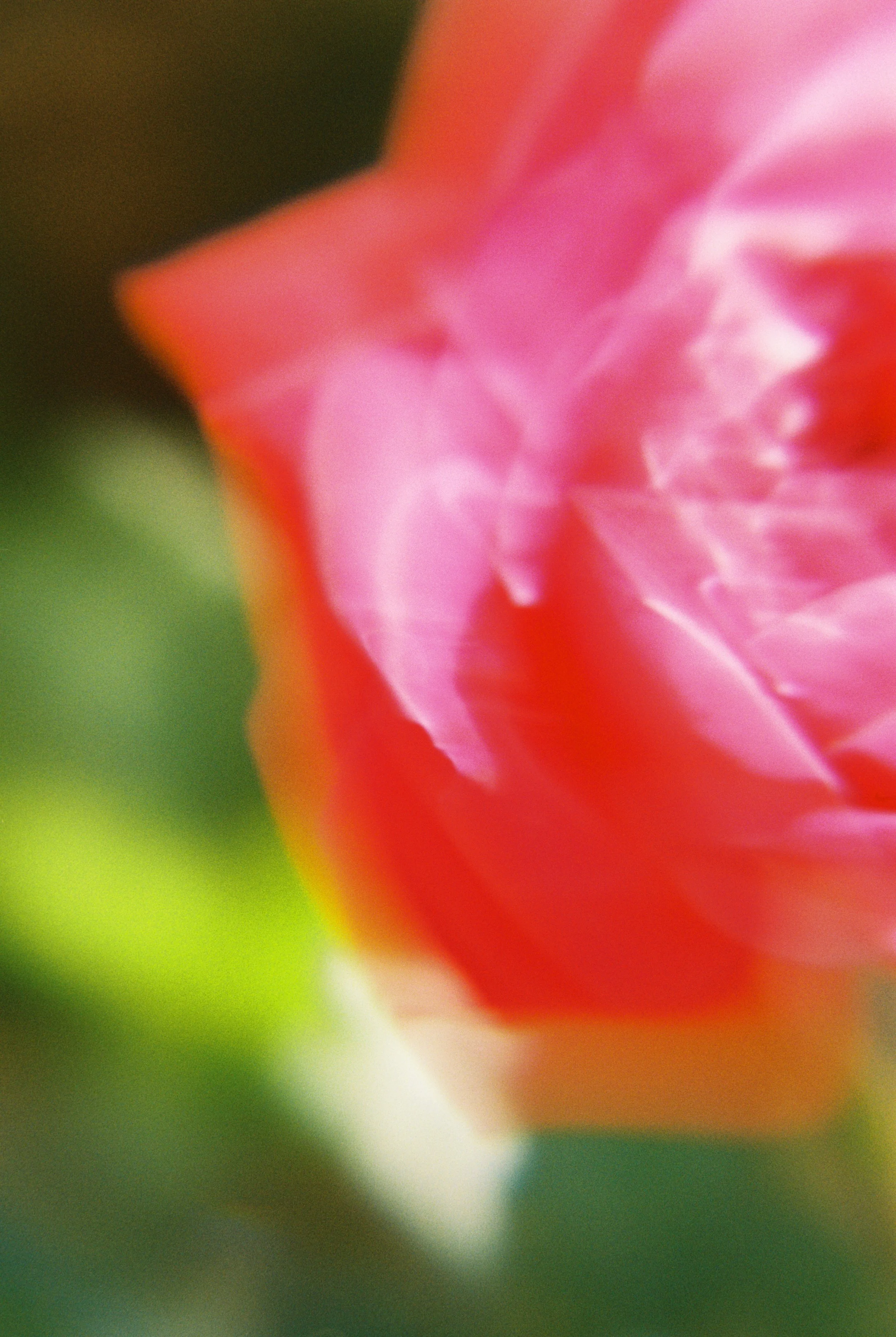 flower absctract blurry.jpg