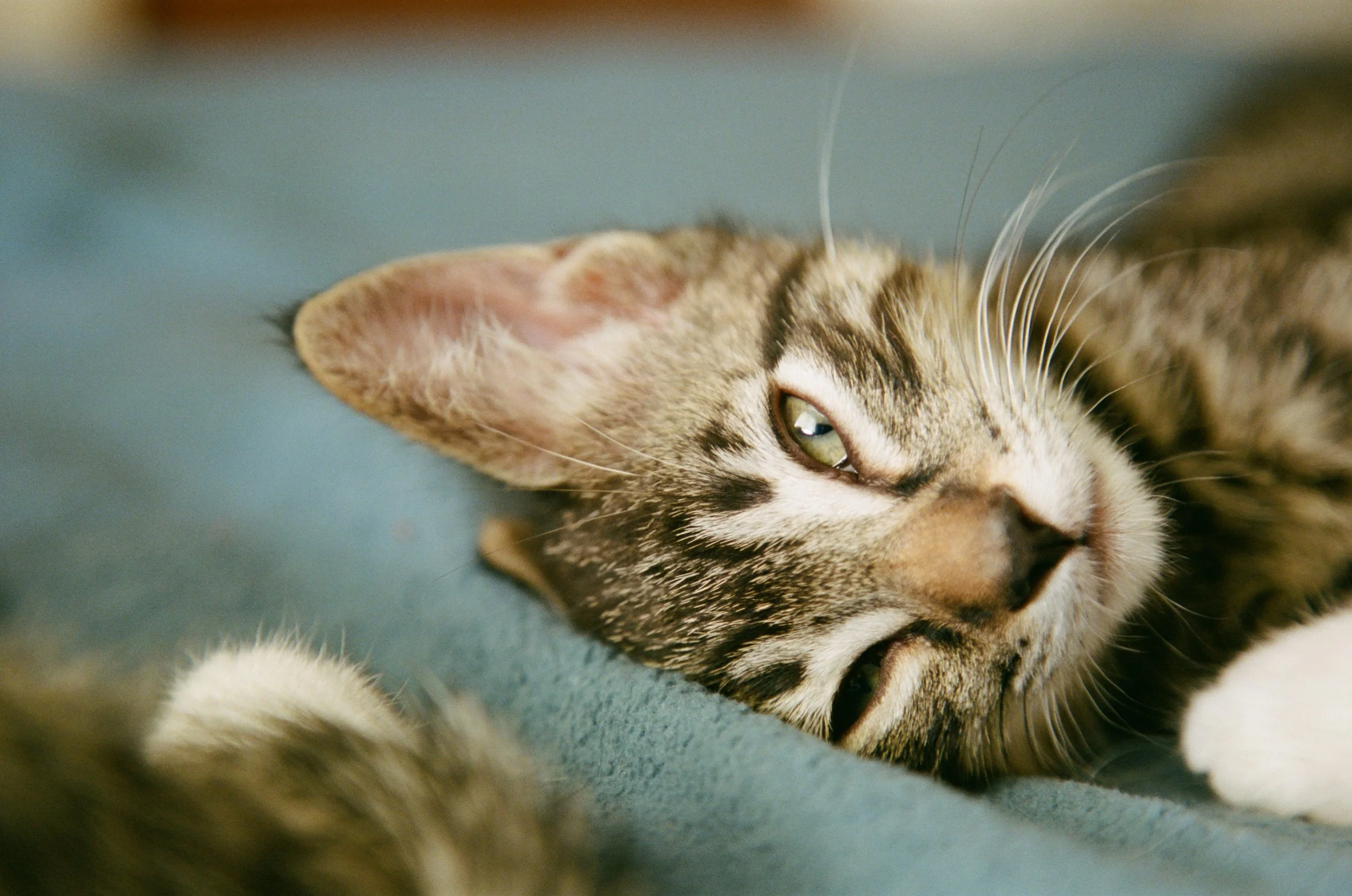 kitten 6.jpg