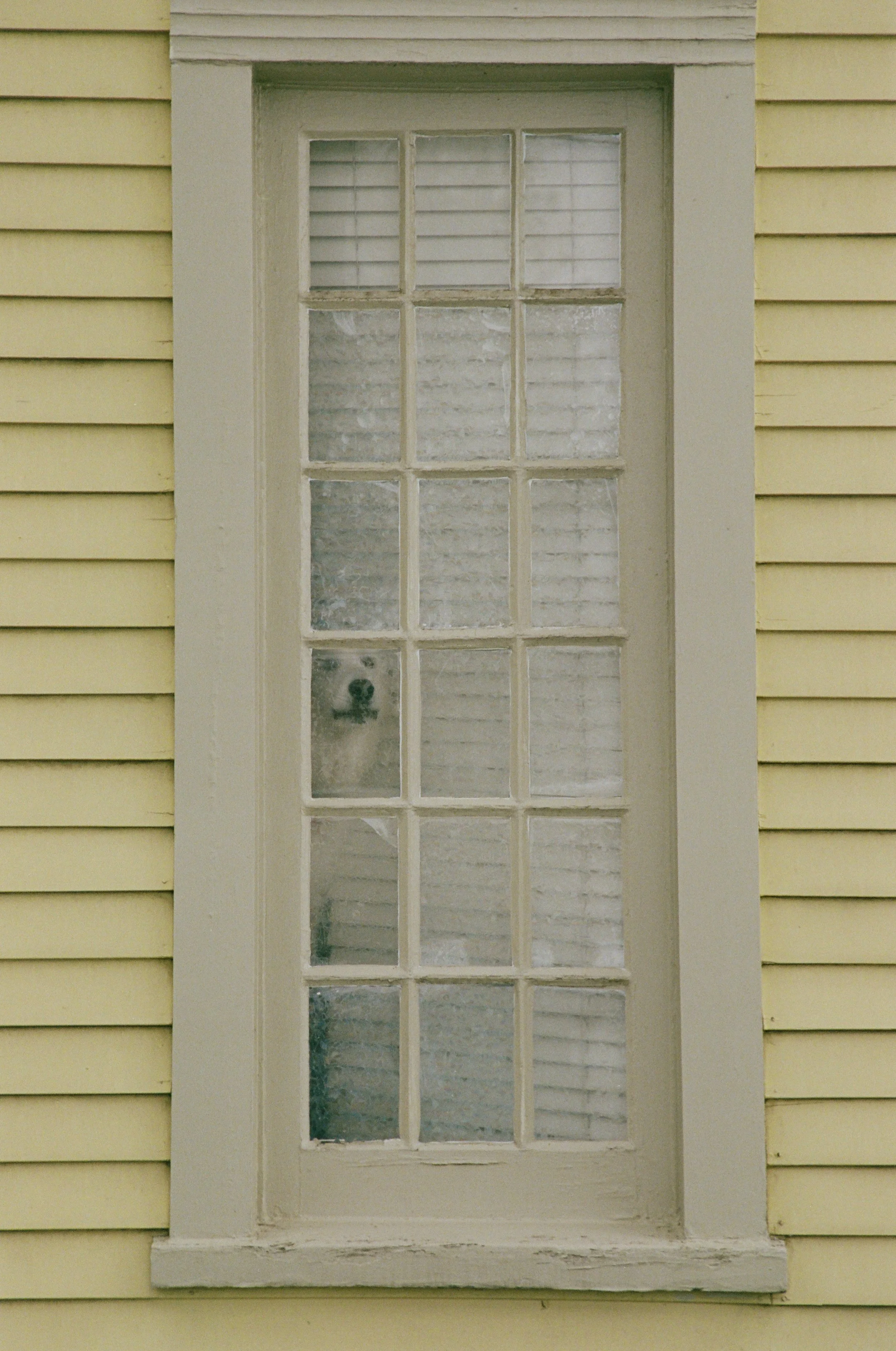 dog in window.jpg