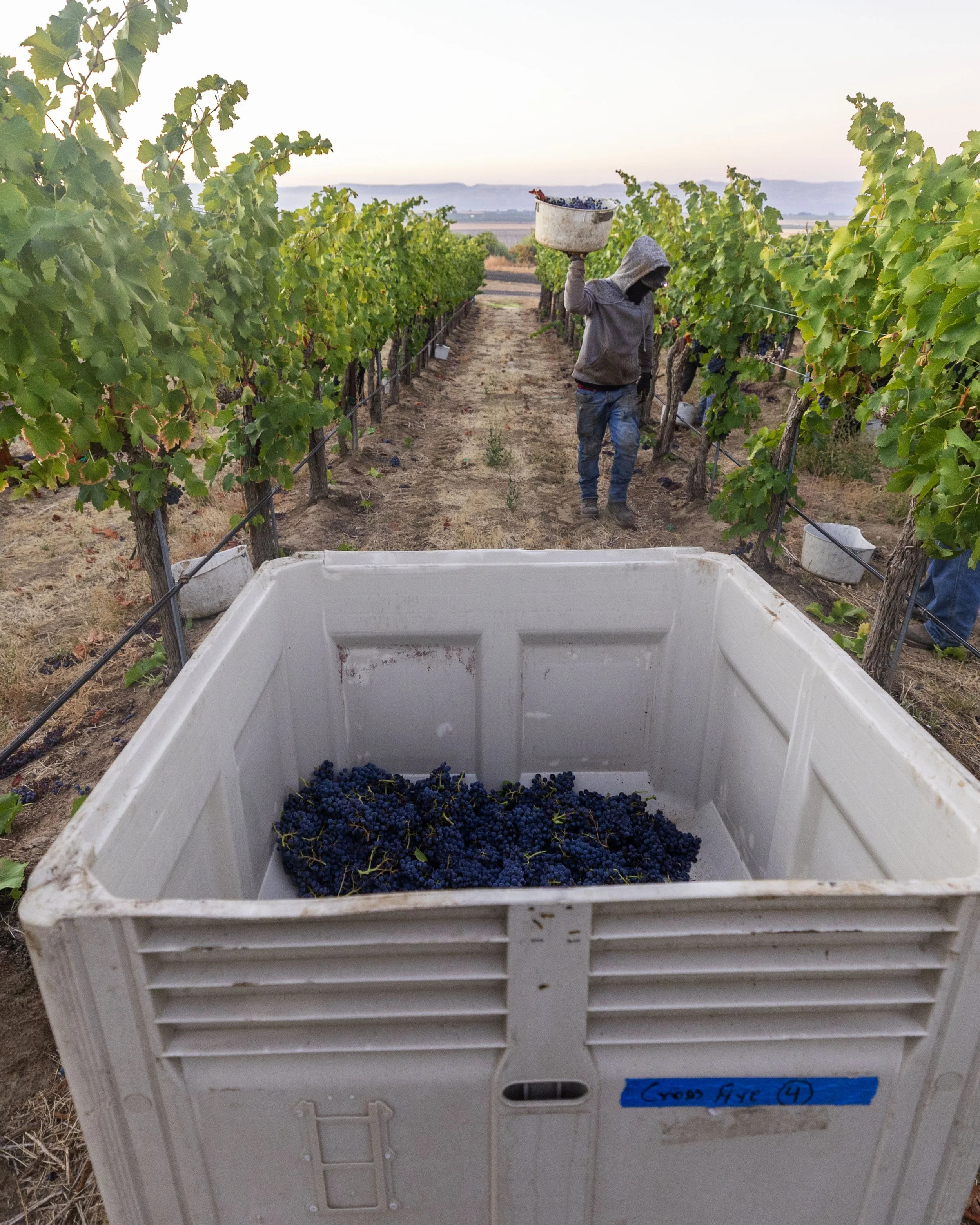A person wearing a hoodie and jeans is carrying a container of freshly harvested grapes through a vineyard, with grapevines on either side and a landscape in the background.