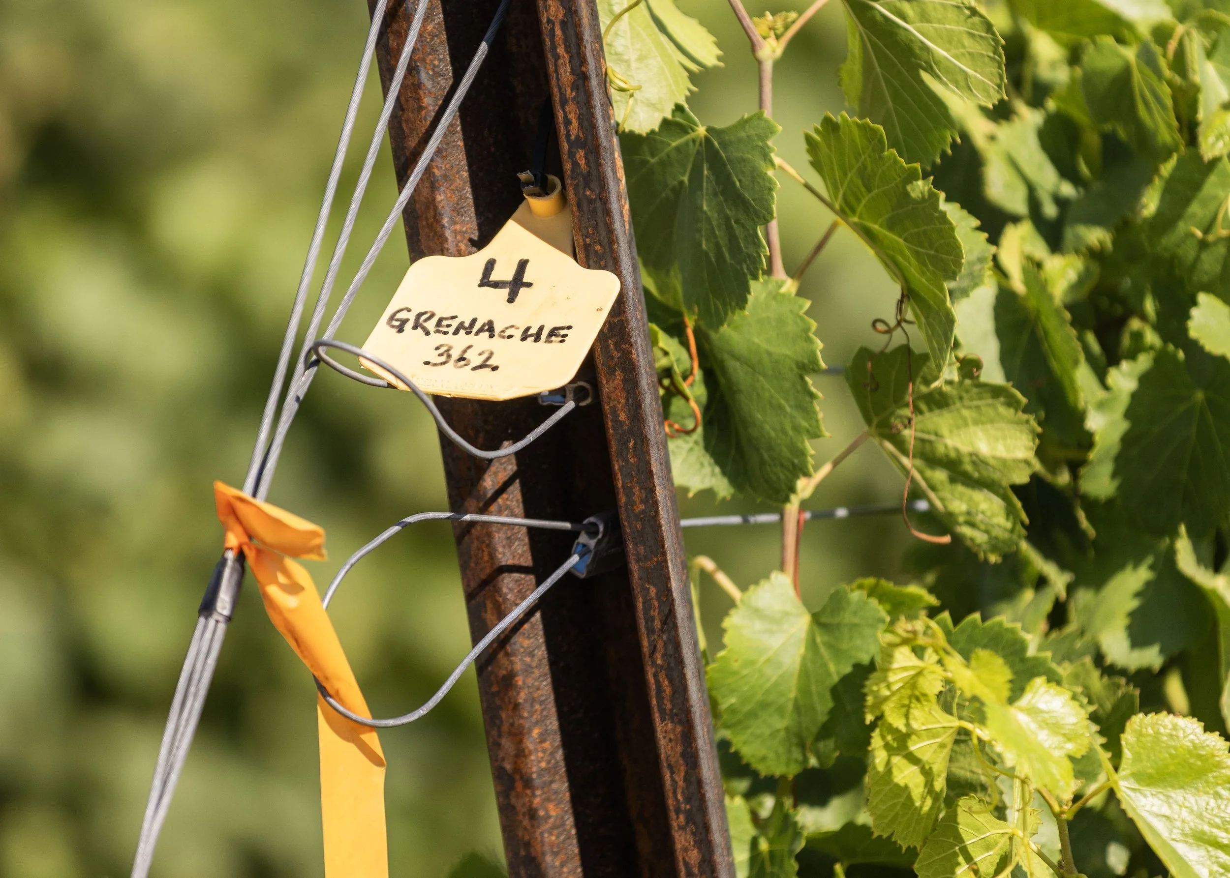 Close-up of vineyard trellis with a yellow tag labeled ’4 Grenache 362’ attached. Green grapevine leaves grow around the rusty metal support and wires.