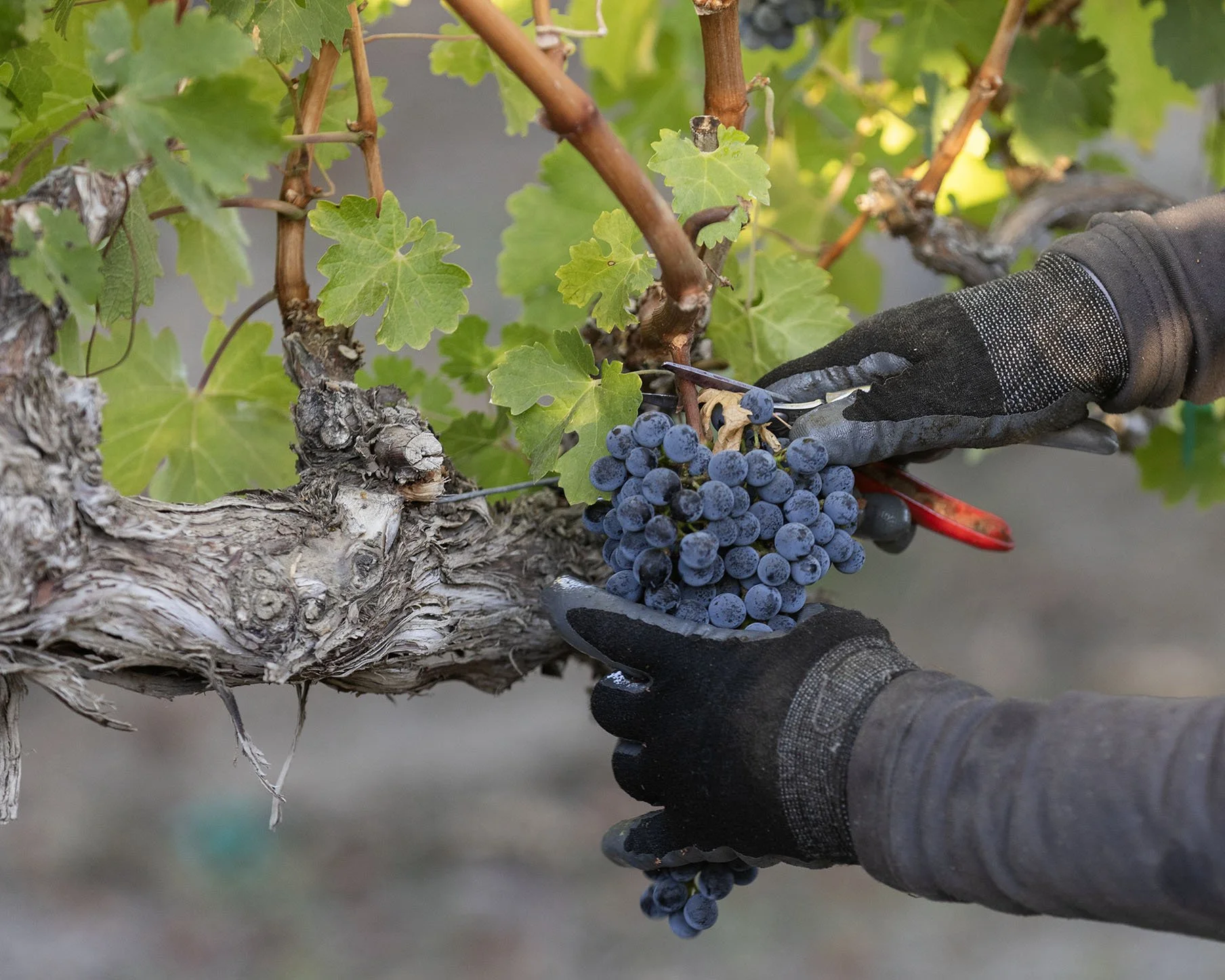 Close-up of a vineyard worker's hands harvesting dark purple grapes from a vine with green leaves, using pruning shears.